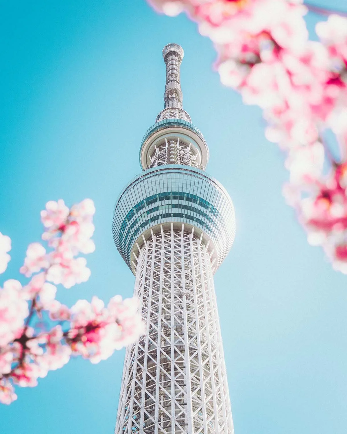 La tour Tokyo Skytree vue en contre-plongée, encadrée par des fleurs de cerisier (Sakura) roses au printemps. Symbole de la modernité et de la tradition à Tokyo.