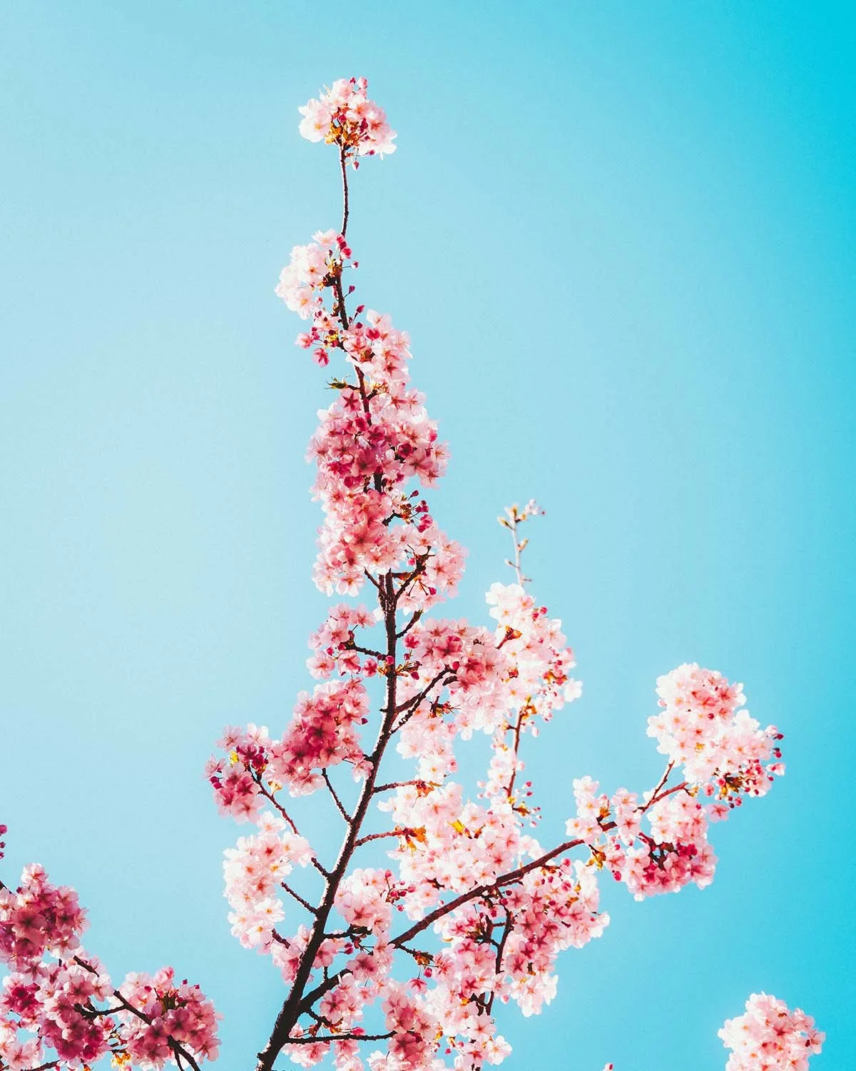 Contraste minimaliste entre les fleurs roses vibrantes d'un cerisier précoce (Kawazu-zakura) et le ciel bleu profond. Fond d'écran nature Japon.
