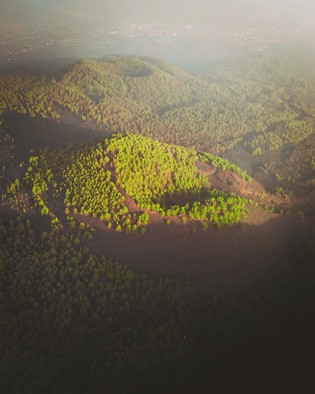 Contraste saisissant entre la forêt de pins canariens vert vif et la terre volcanique sombre à l'intérieur d'un cratère aux Canaries.