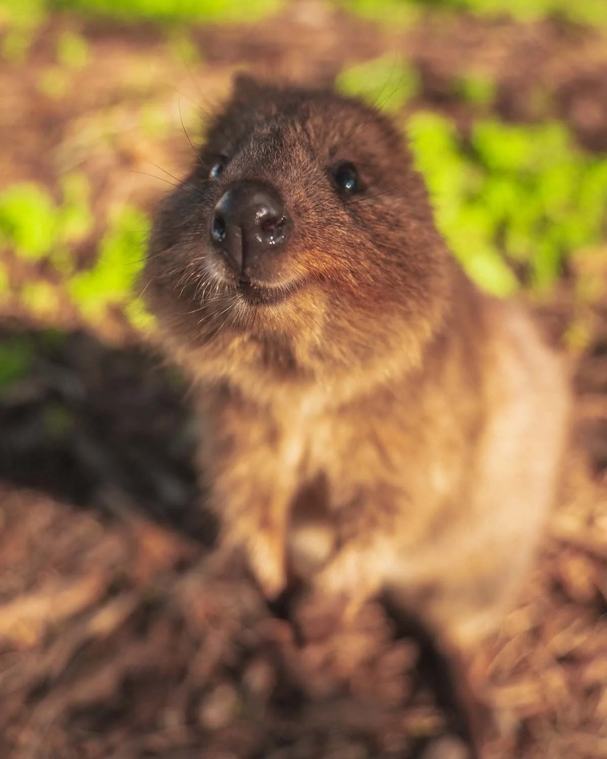 Gros plan attendrissant sur un Quokka souriant, marsupial emblématique de l'île de Rottnest en Australie. Photographie animalière lumineuse signée Dimitri Weber.
