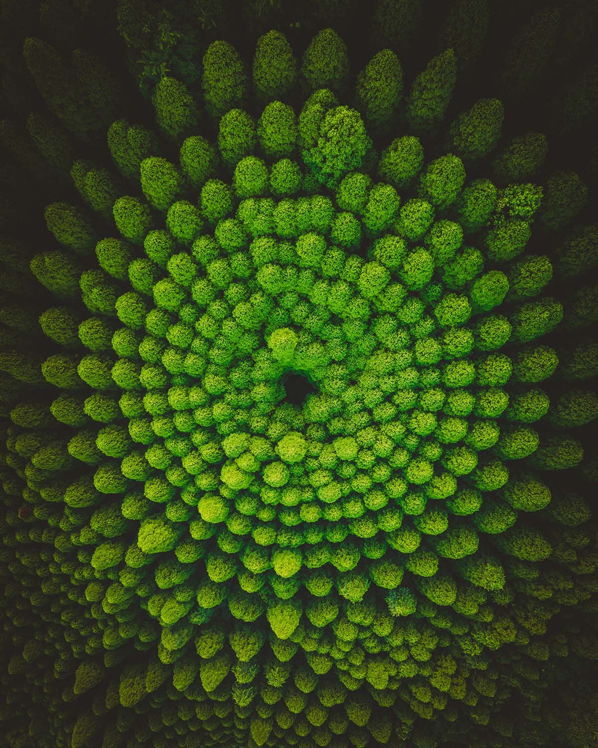Vue aérienne géométrique de la forêt expérimentale de Miyazaki (Nichinan). Cèdres japonais plantés en cercles concentriques créant un motif unique visible du ciel.