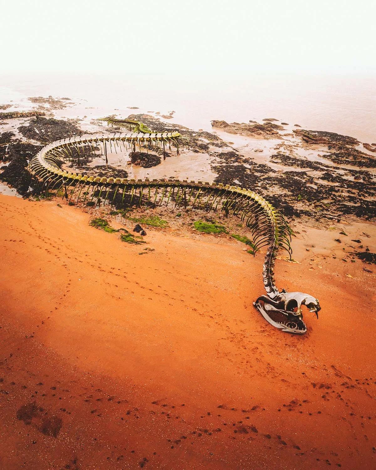 Monstre des marées. Le squelette métallique du Serpent d'Océan se dévoile à marée basse à Saint-Brevin.