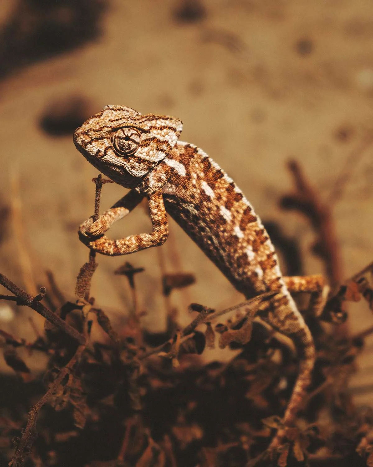 Maître du camouflage. Rencontre chanceuse avec un habitant local, parfaitement fondu dans les broussailles.