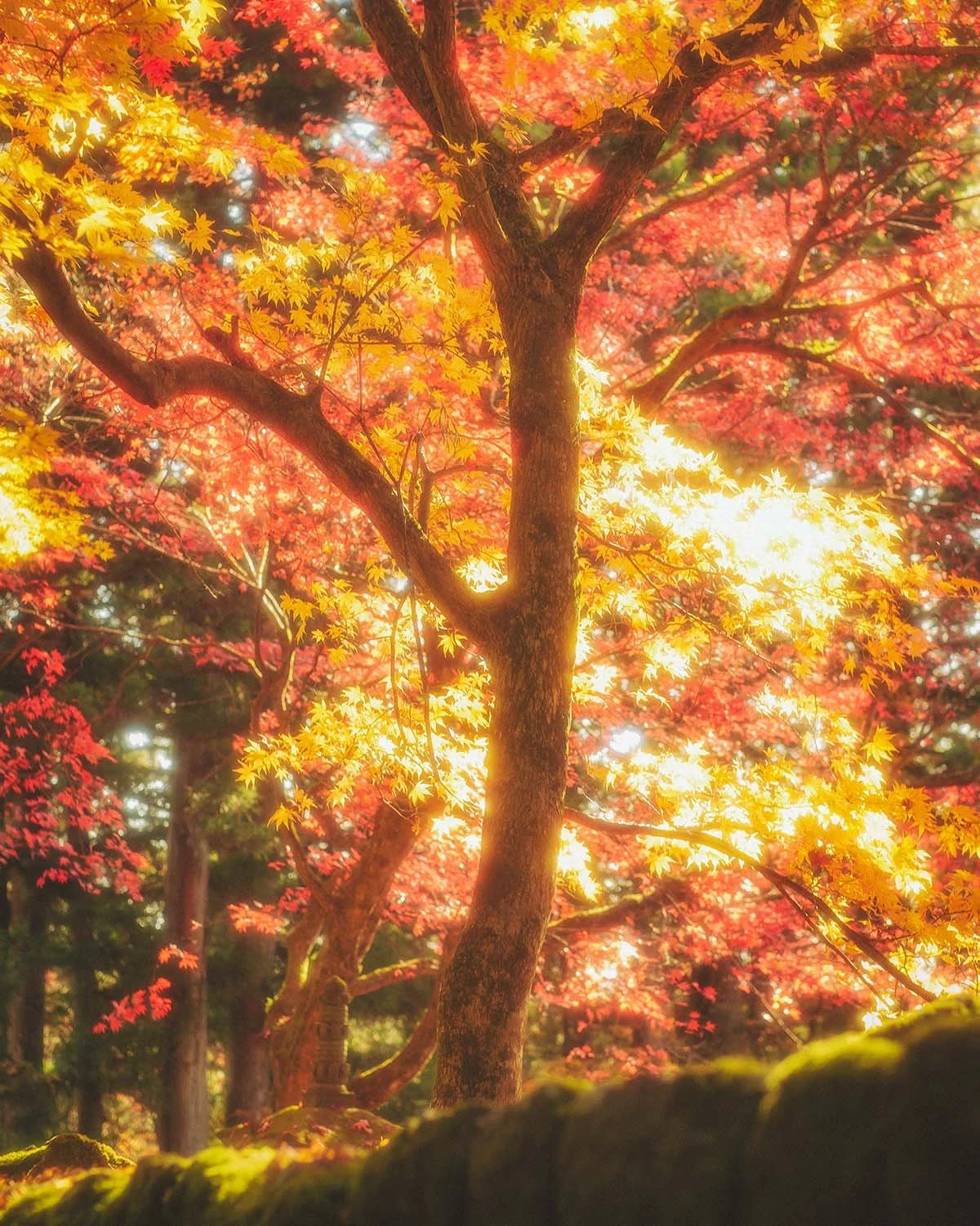 Photographie nature forêt automne rayons lumière soleil contre-jour traversant feuilles érables momiji rouge jaune. Ambiance zen jardin japonais temple Nikko ou Kyoto couleurs chaudes saisonnières.