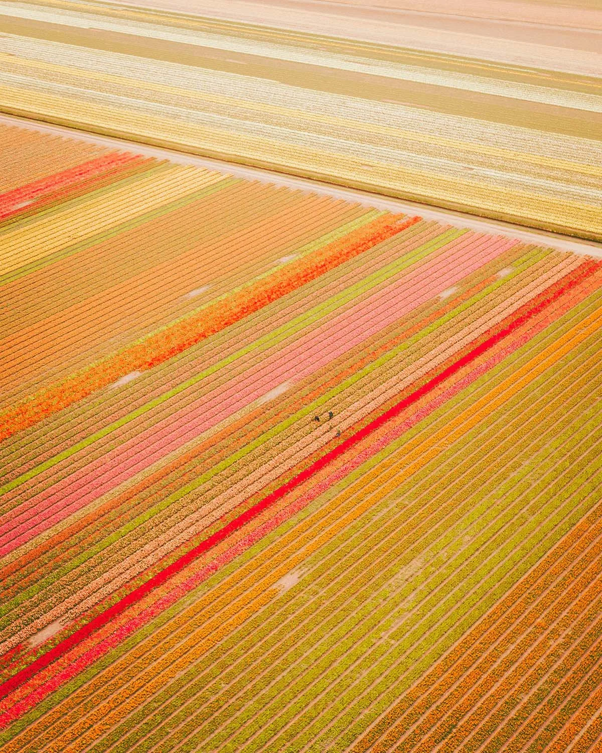 Photographie aérienne verticale drone de champs de tulipes multicolores aux Pays-Bas région Lisse et Keukenhof. Géométrie agricole, lignes de fleurs rouges jaunes roses, textures naturelles et tourisme printemps Hollande. Voyage photo Europe motifs g