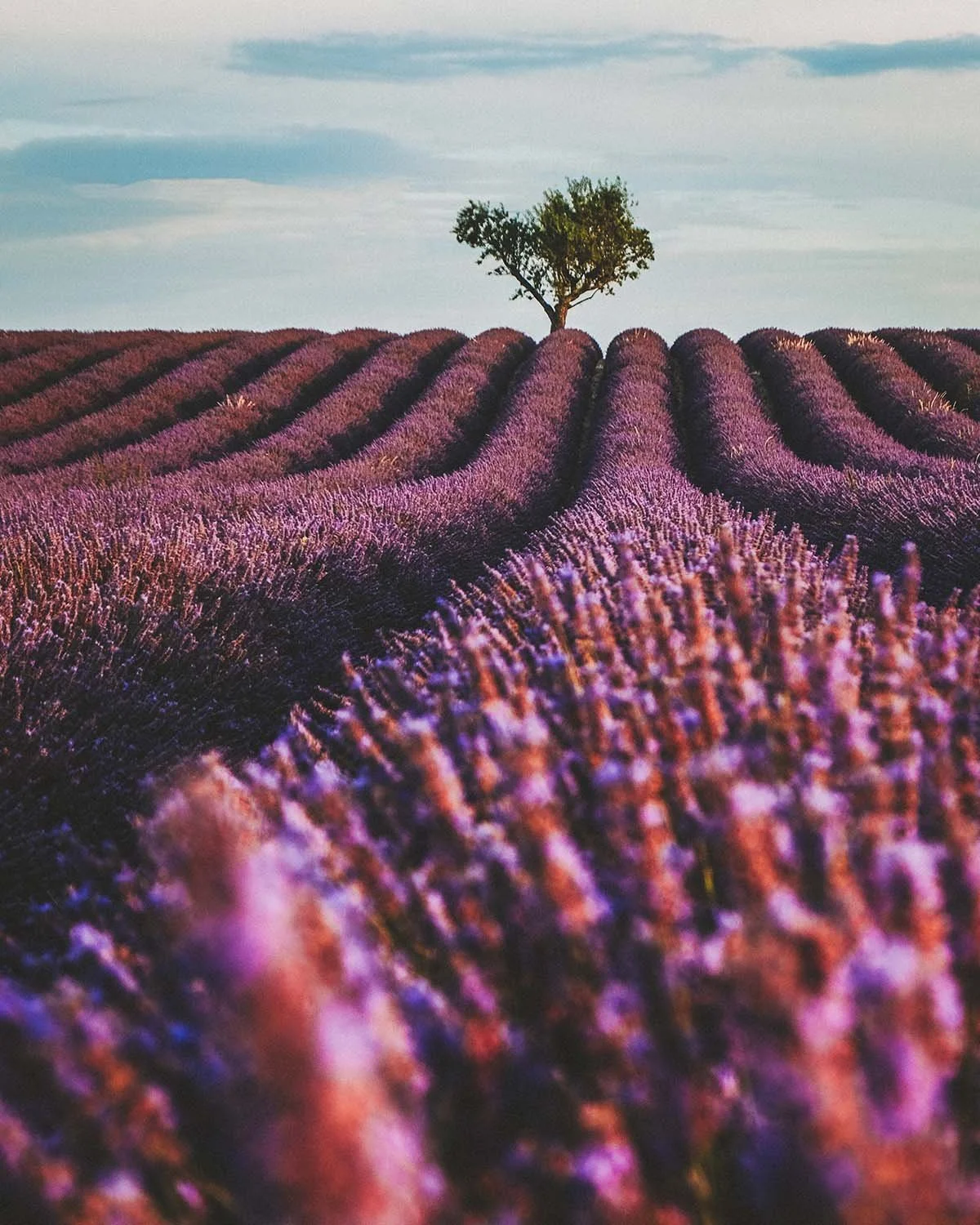Seul dans l'océan violet. Un arbre solitaire veille sur les rangées infinies de Valensole, lourd du parfum de l'été.