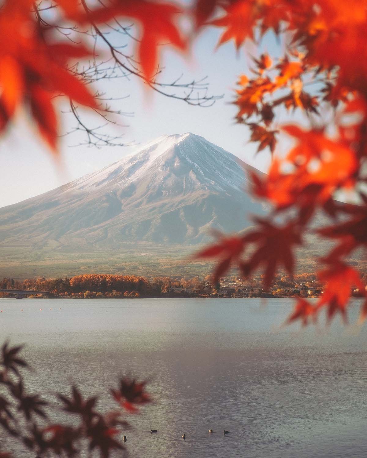 Paysage iconique Mont Fuji encadré par feuilles érables rouges momiji en automne. Vue depuis rive nord lac Kawaguchiko préfecture Yamanashi volcan sacré nature saisonnière Japon tourisme.