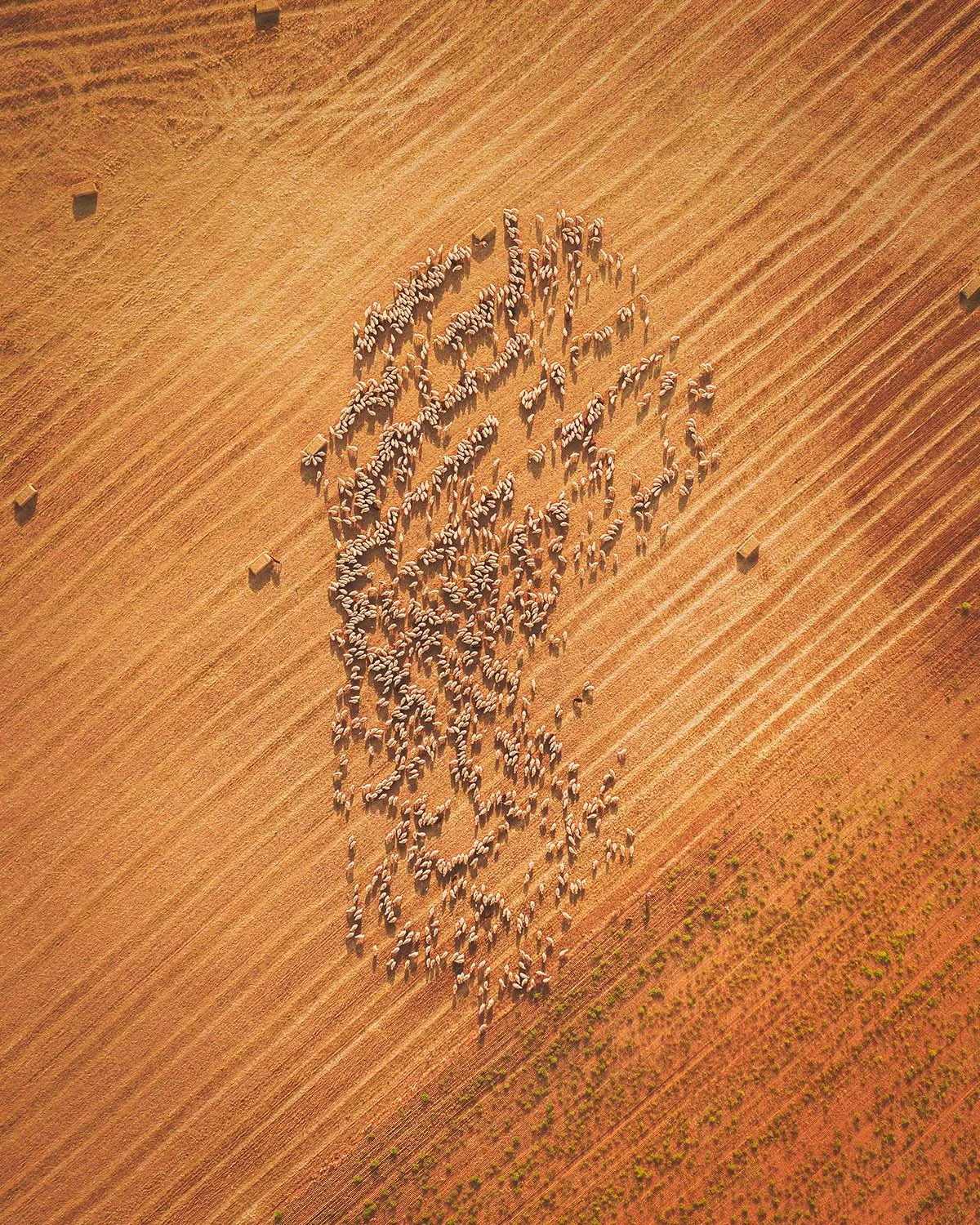 Mouvement organique. Un troupeau en déplacement dessine une forme fluide et vivante sur la terre séchée.