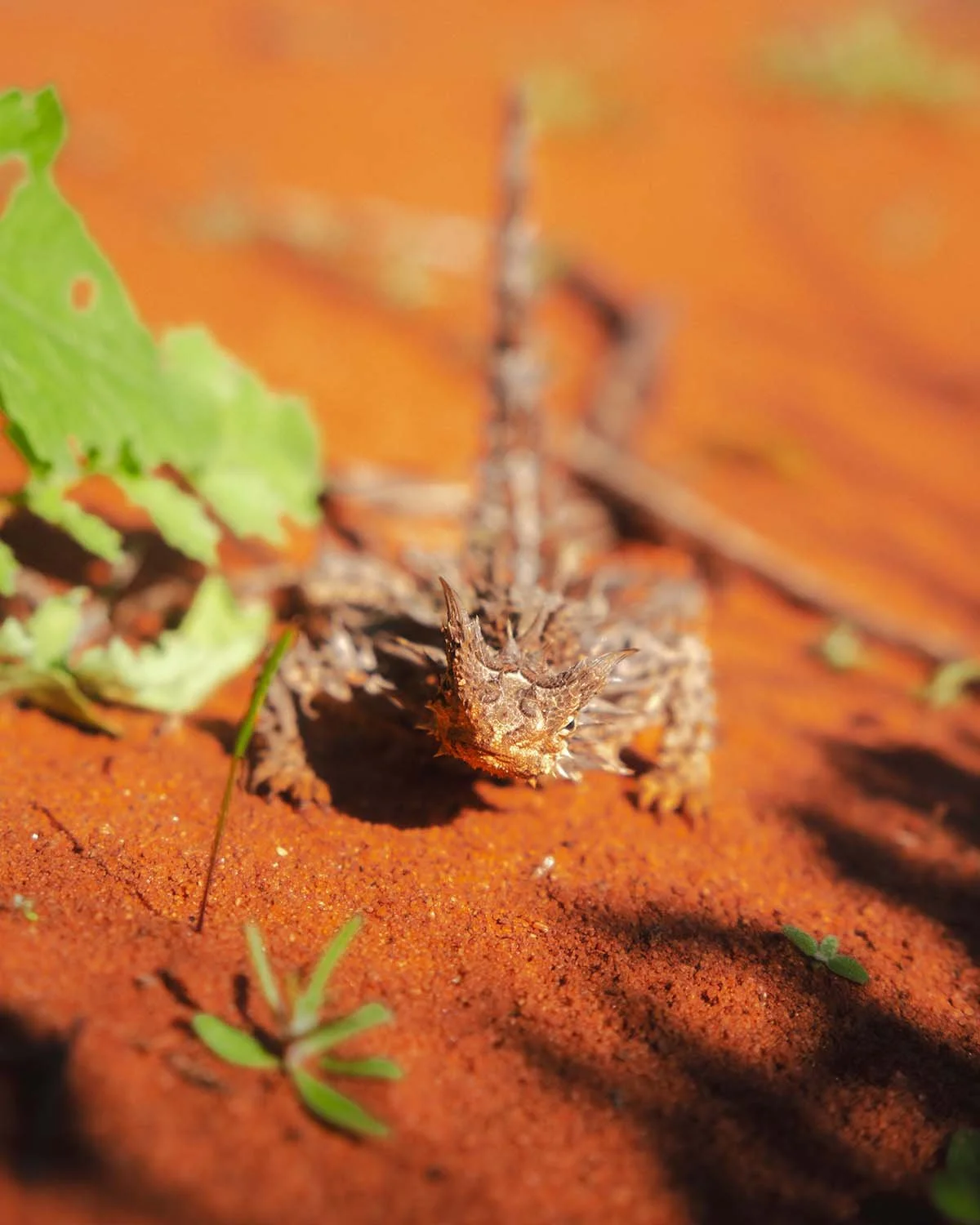 Macro détaillée d'un Diable Cornu (Thorny Devil) camouflé sur le sable rouge. Faune reptilienne unique de l'Australie capturée par Dimitri Weber.