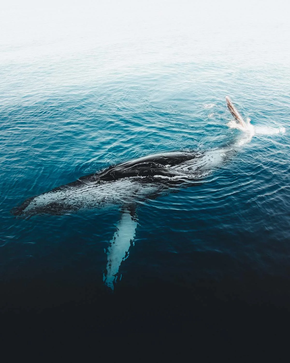 Un géant crève la surface. Rencontre avec les baleines à bosse le long de la côte Est.
