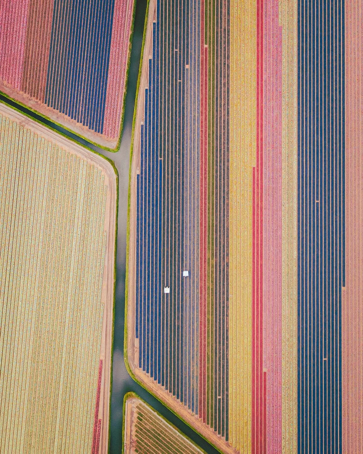Rayures florales. Les champs de tulipes aux Pays-Bas transforment le sol en un code-barres géant et coloré.