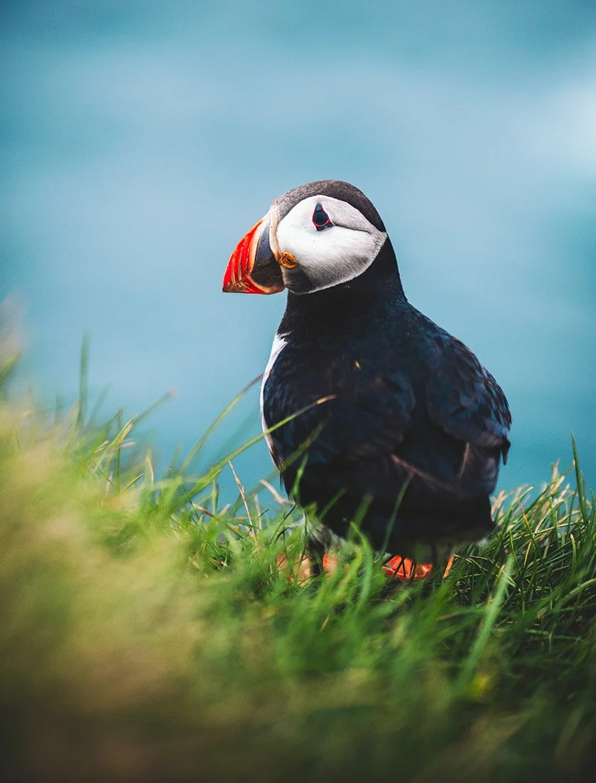Portrait détaillé d'un Macareux moine dans son habitat naturel. Photographie de nature et biodiversité réalisée en voyage.