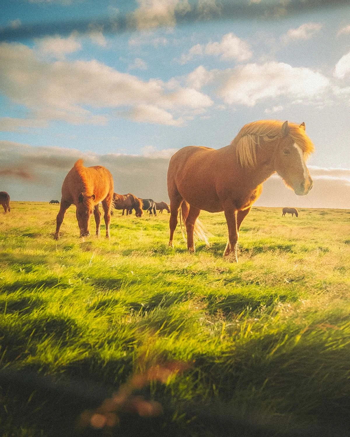 Portraits de chevaux islandais à la crinière au vent, baignés dans la lumière chaude de la Golden Hour. Symbole de la nature islandaise.