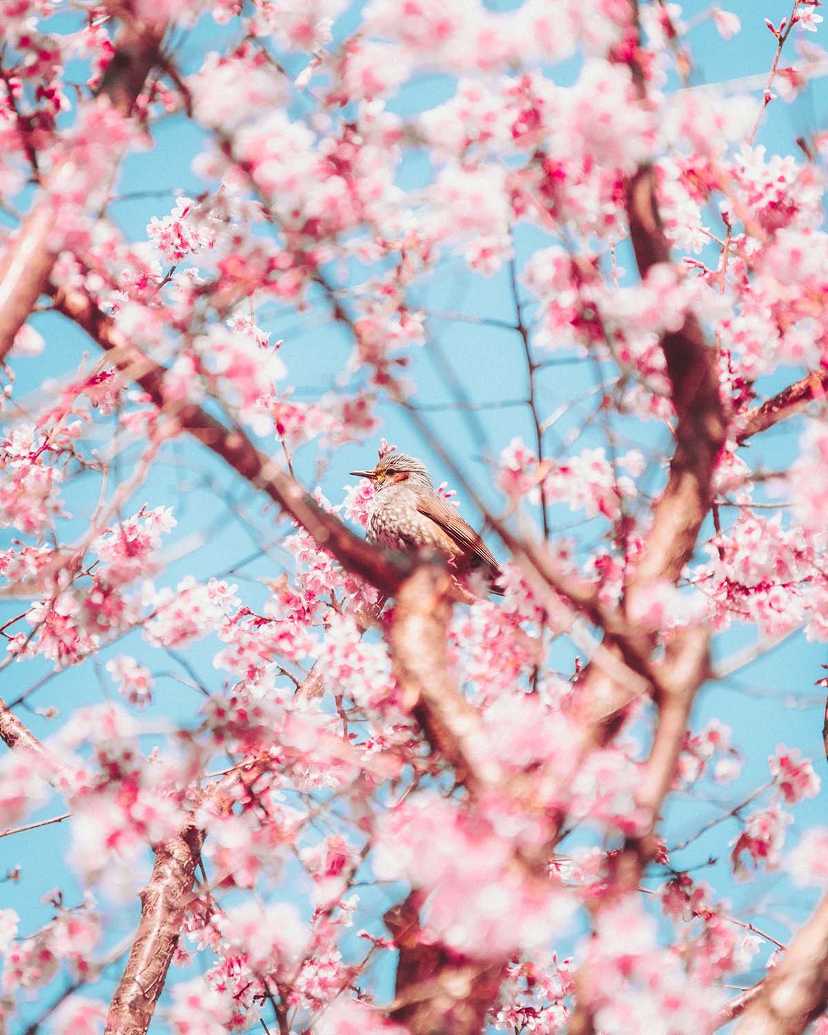 Un Bulbul à oreilles brunes (Hiyodori) perché dans les branches d'un cerisier précoce (Kawazu-zakura) en pleine floraison. Photographie nature et printemps au Japon.