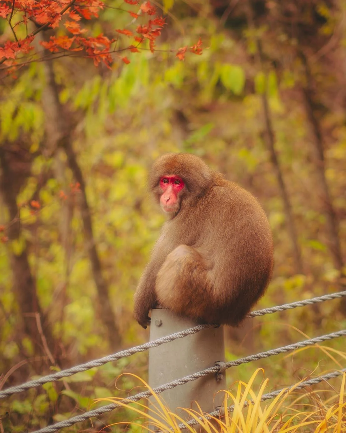 Portrait animalier macaque japonais singe des neiges assis profil fond flou bokeh feuilles érables rouges momiji automne. Faune sauvage Japon observation animaux nature couleurs saisonnières parc aux singes.