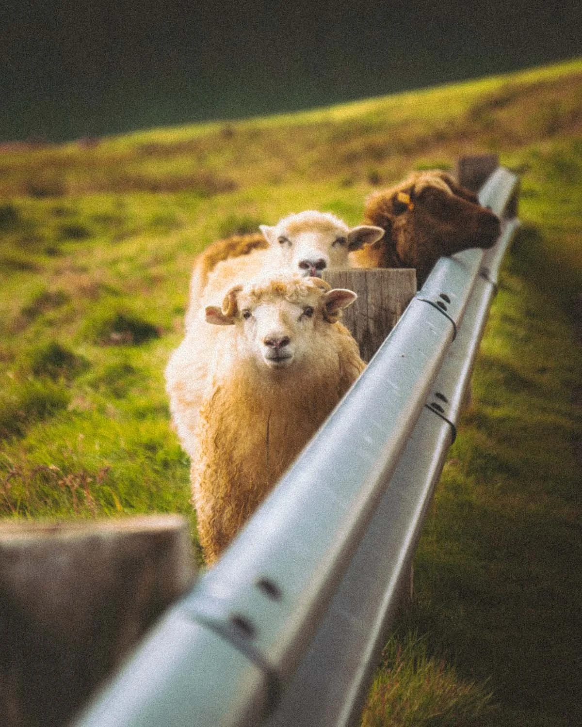Moutons féroïens (laine hirsute) marchant le long de la rambarde de sécurité d'une route de montagne brumeuse. La faune emblématique de l'archipel photographiée par Dimitri Weber.