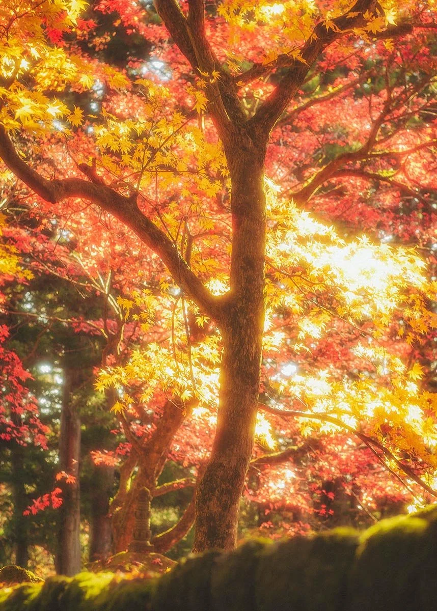 Autumn Light - Japon