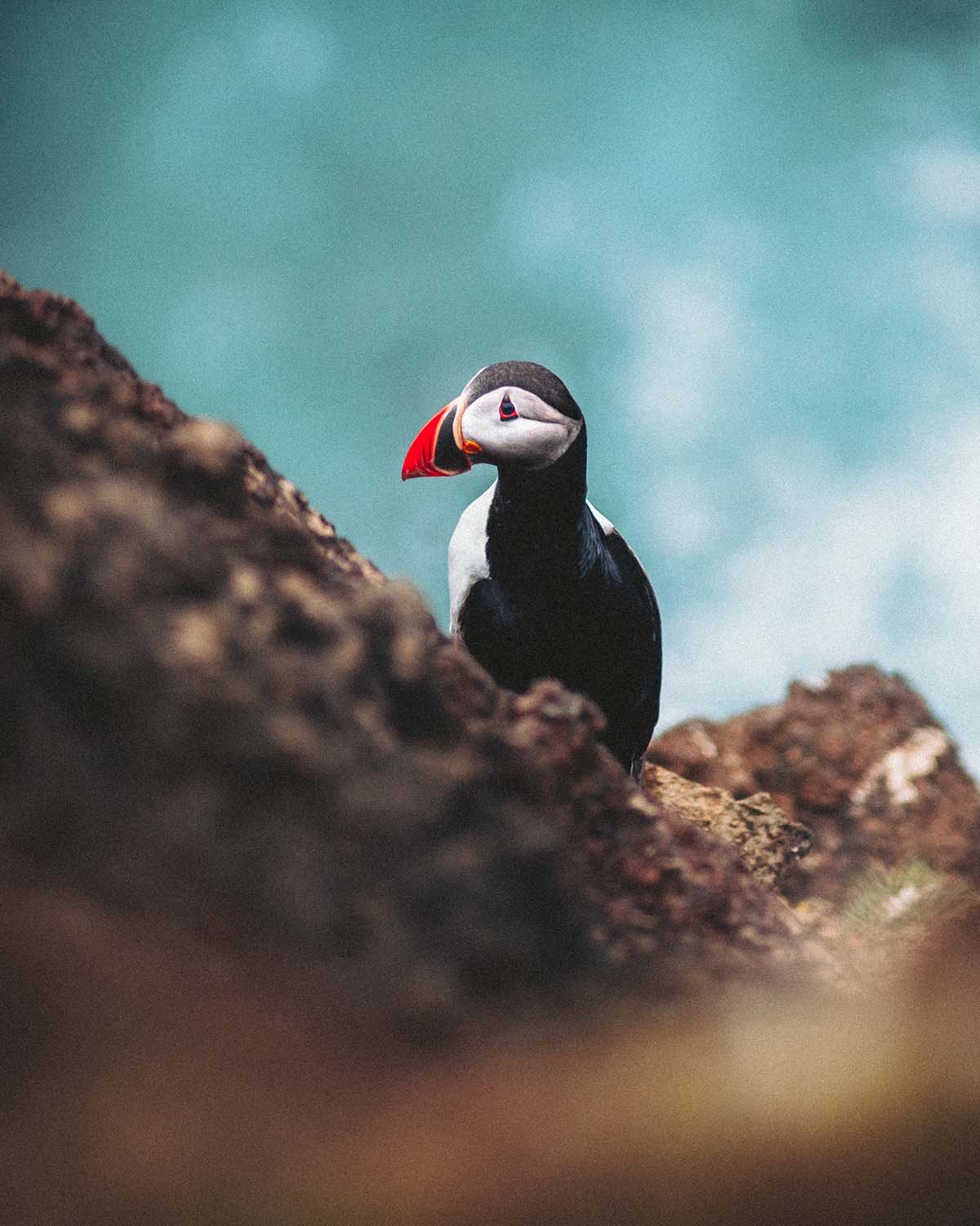 Un macareux niché dans le creux d'une falaise abrupte surplombant l'océan Atlantique aux Îles Vestmann. Observation de la faune sauvage.