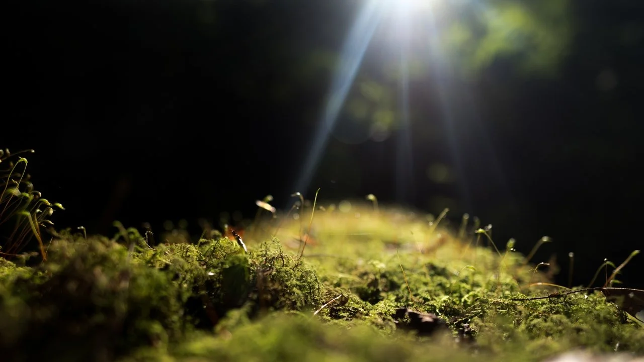 Close-up of moss and tiny plants on forest floor with sunlight shining through tree canopy.