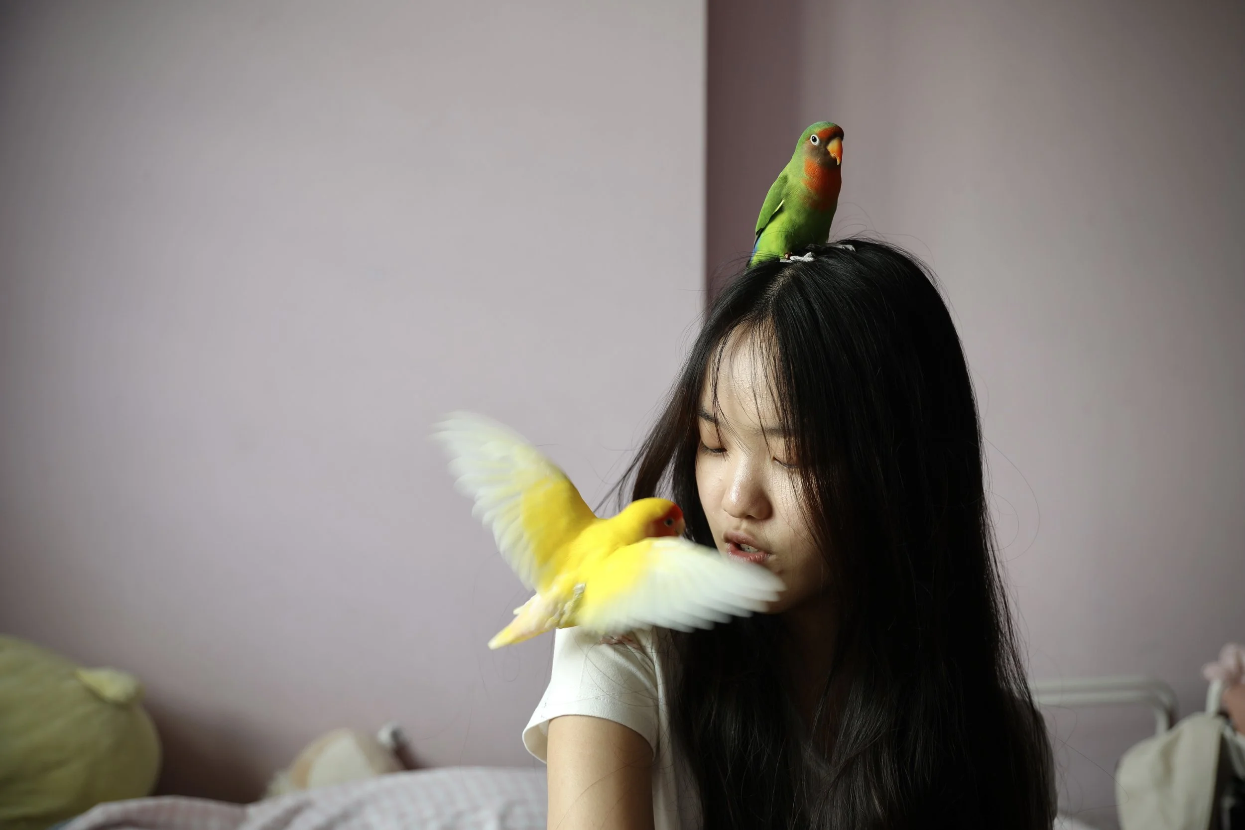 Azelle Ng, 15, with her two lovebirds, Dopey (in green) and Seraphine (in yellow) in her room on June 24, 2025. Caring for the lovebirds has become a part of her lifestyle. She sometimes confides in them when she feels troubled. (2025)