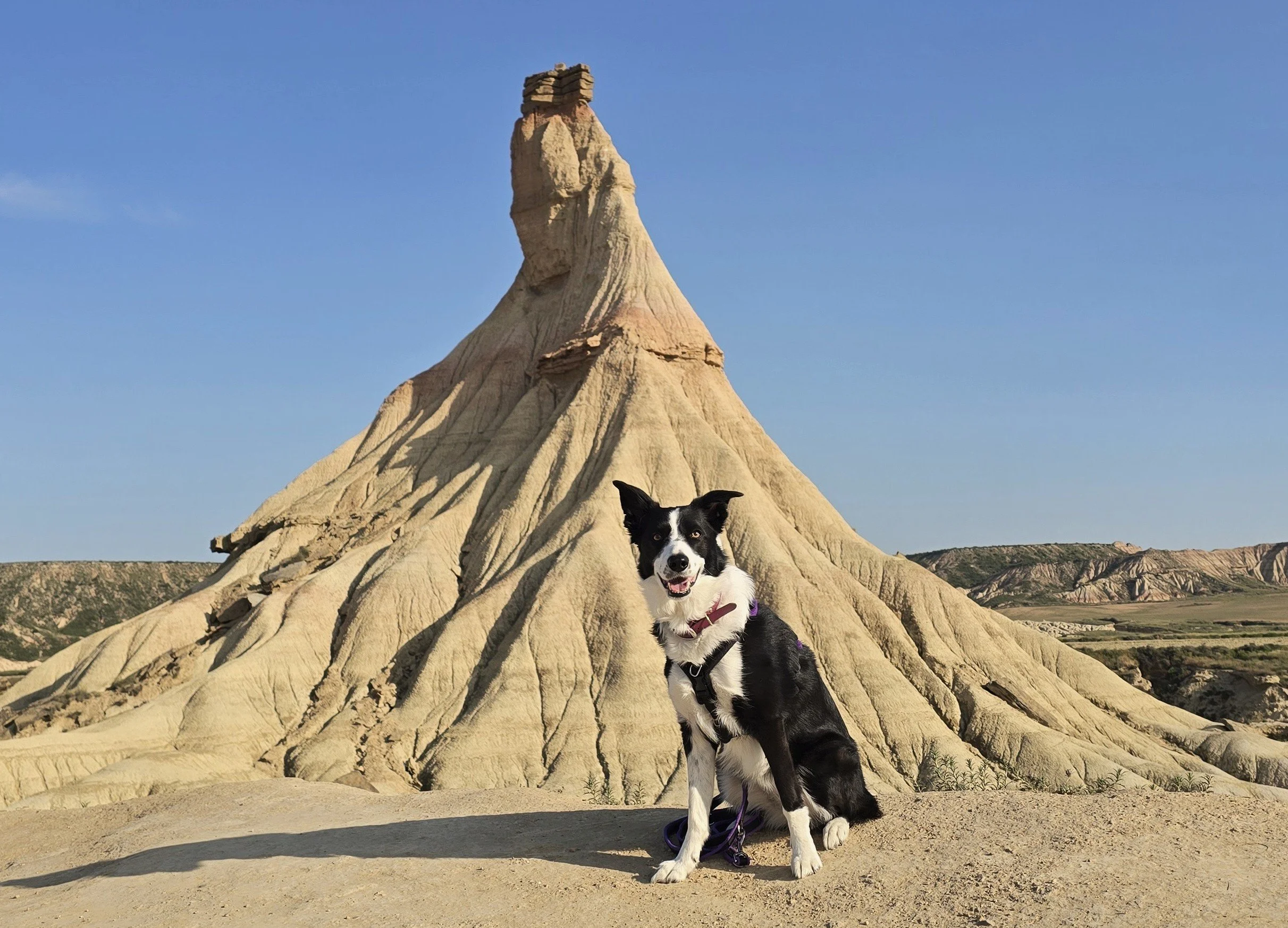 Taking your pet to Europe with you
