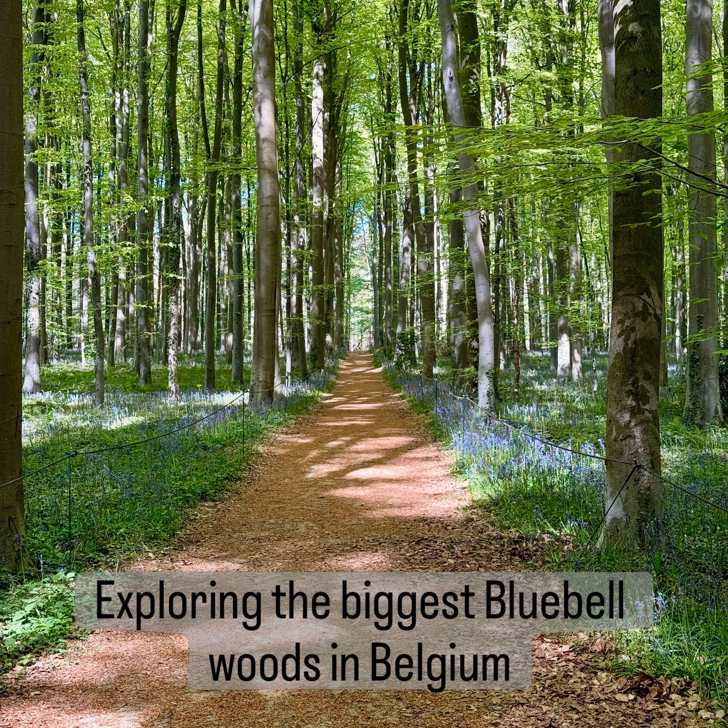 I thought I was just popping to a local woods to take some photos of the bluebells, it&rsquo;s only where I got there I found out it was the biggest Bluebell festival in Belgium! 

Hallerbos Woods (meaning the blue forest) just south of Brussel betwe