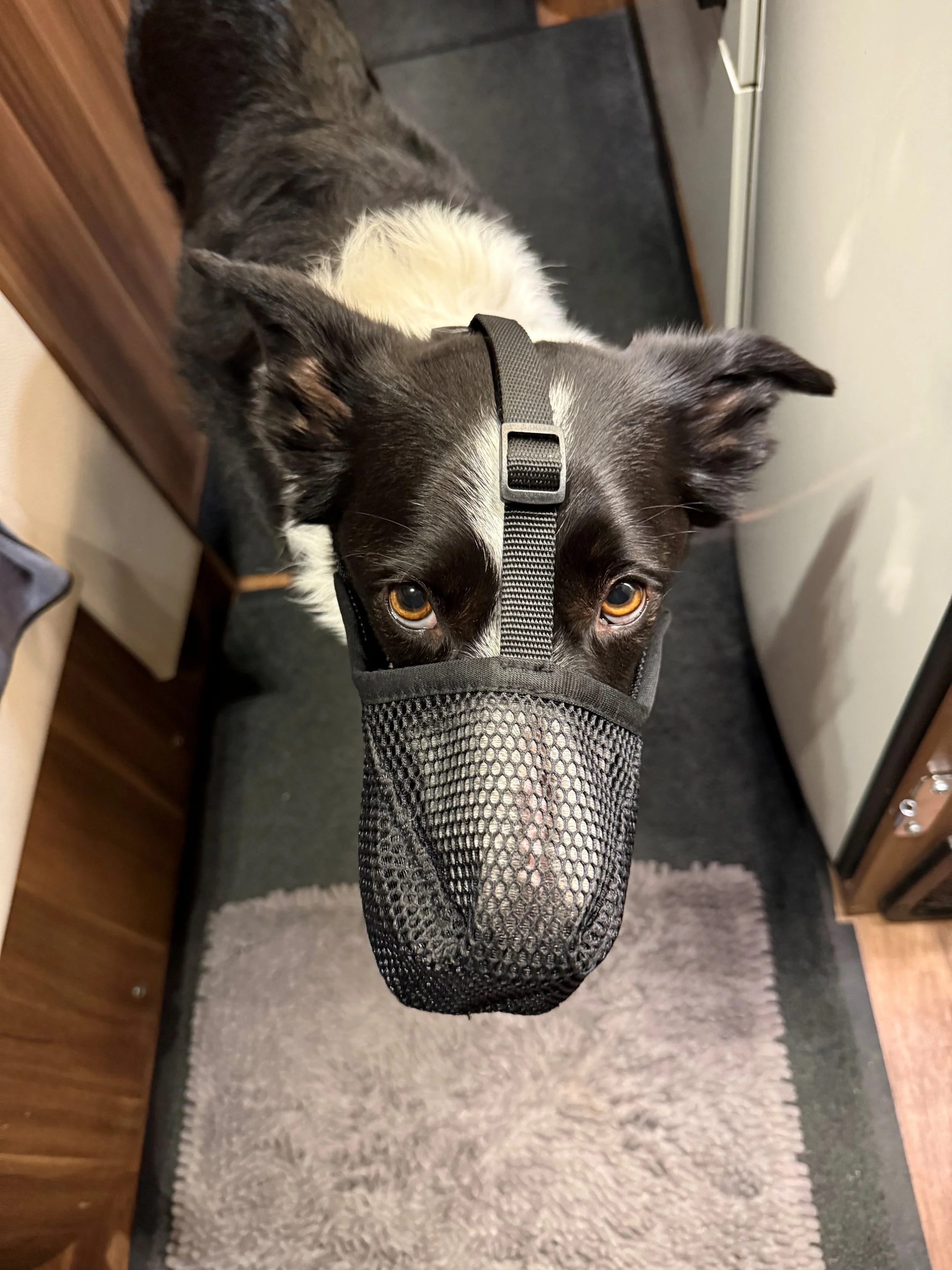 Border collie in a muzzle