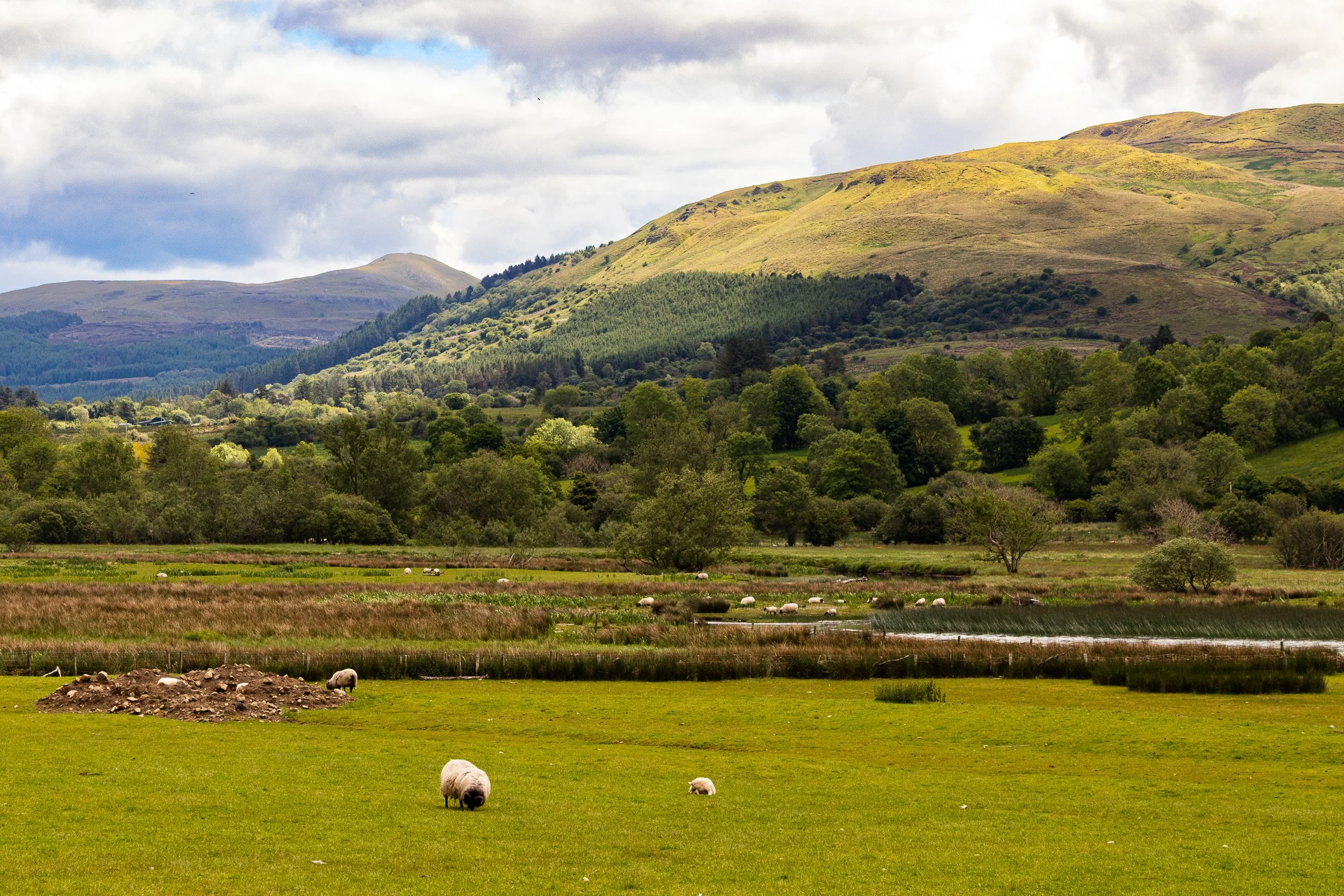 Open field with grazing sheep, a small pond, rows of trees, and rolling hills in the background with partly cloudy sky.