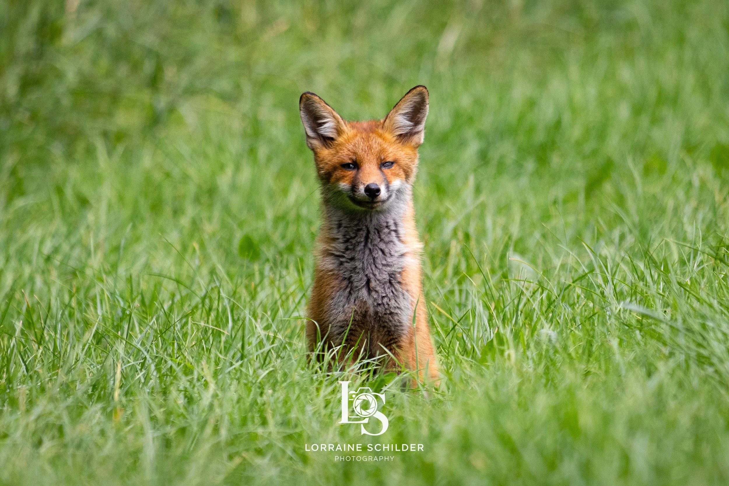 Young fox sitting in tall green grass, facing forward with eyes partly squinted.