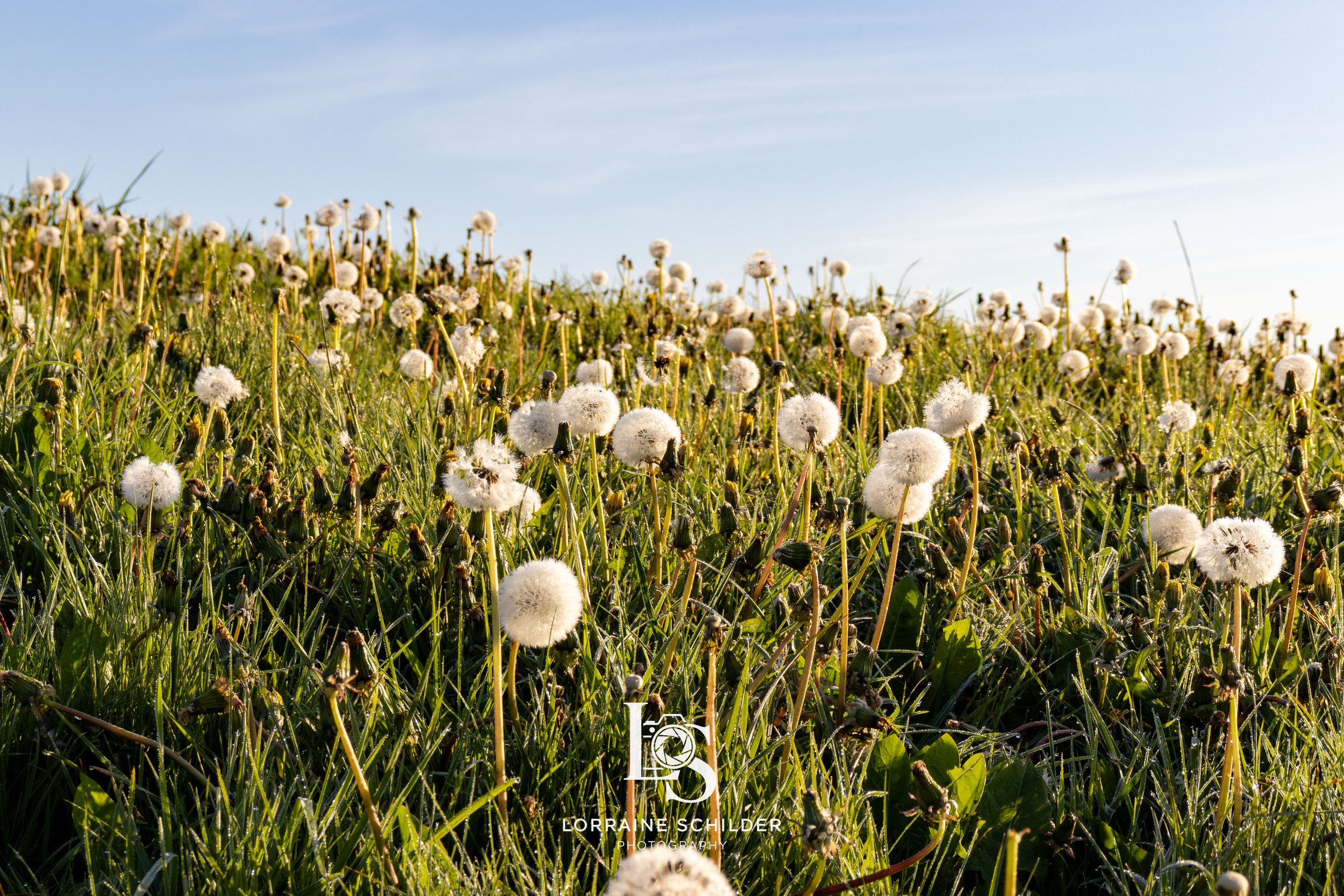 meadow.jpg