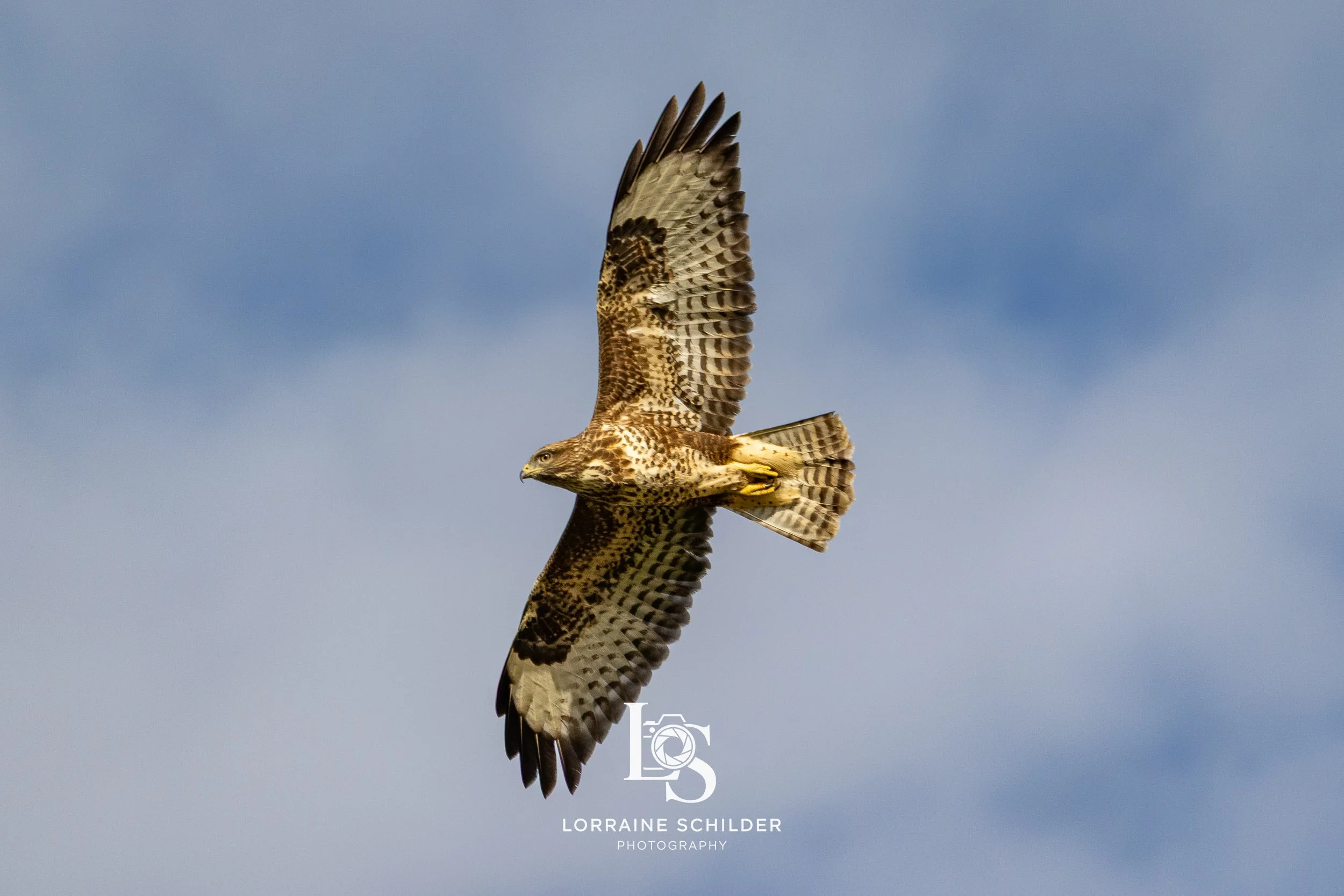 A bird of prey, possibly a buzzard  soaring against a cloudy sky with outstretched wings.