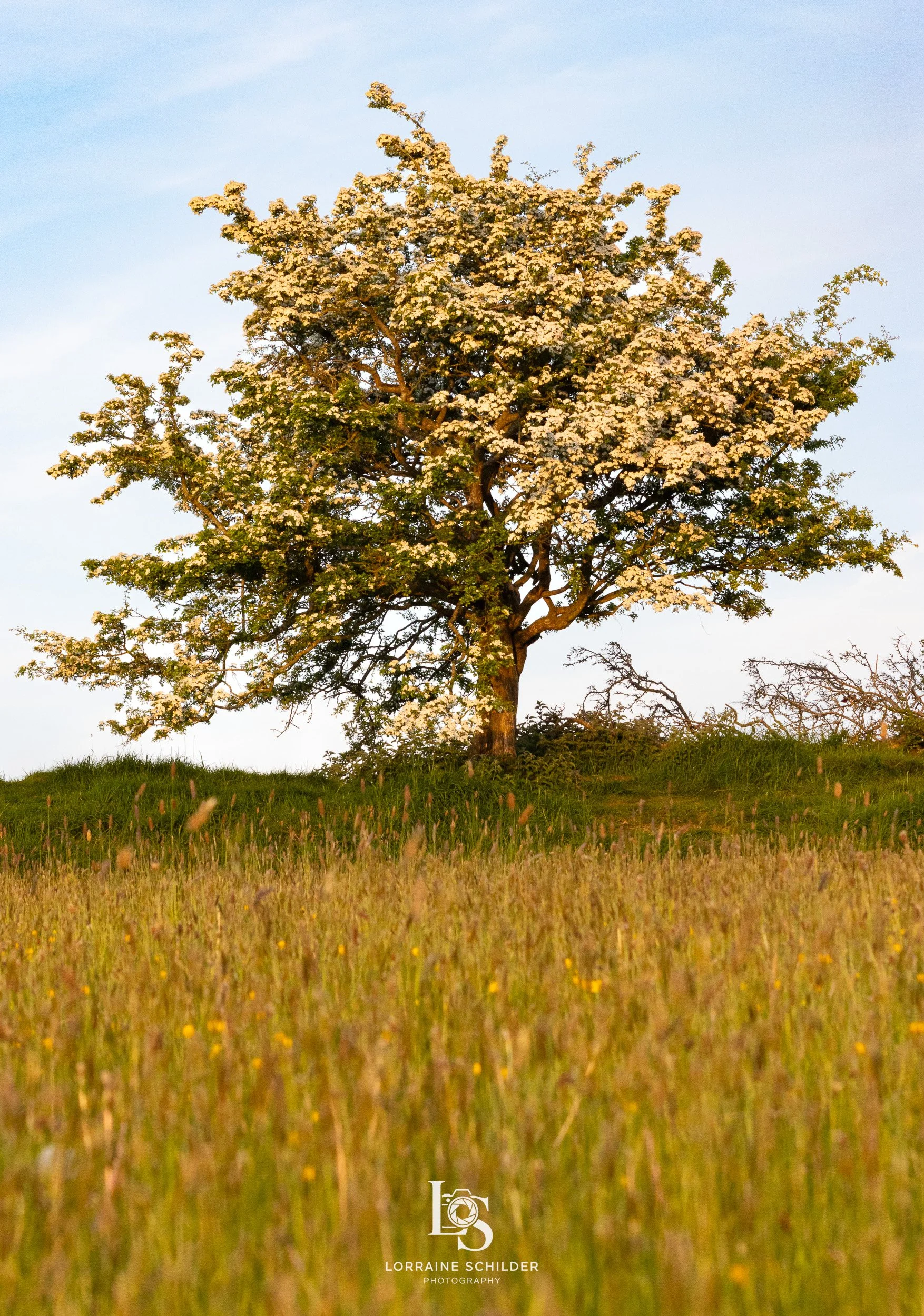 A solitary blooming tree standing on a grassy hill, with a clear blue sky in the background.