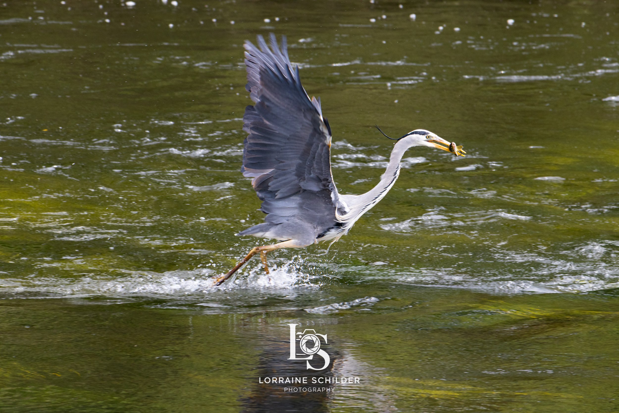 A heron catching a fish in a greenish water body, with its wings partly extended and water splashing around.