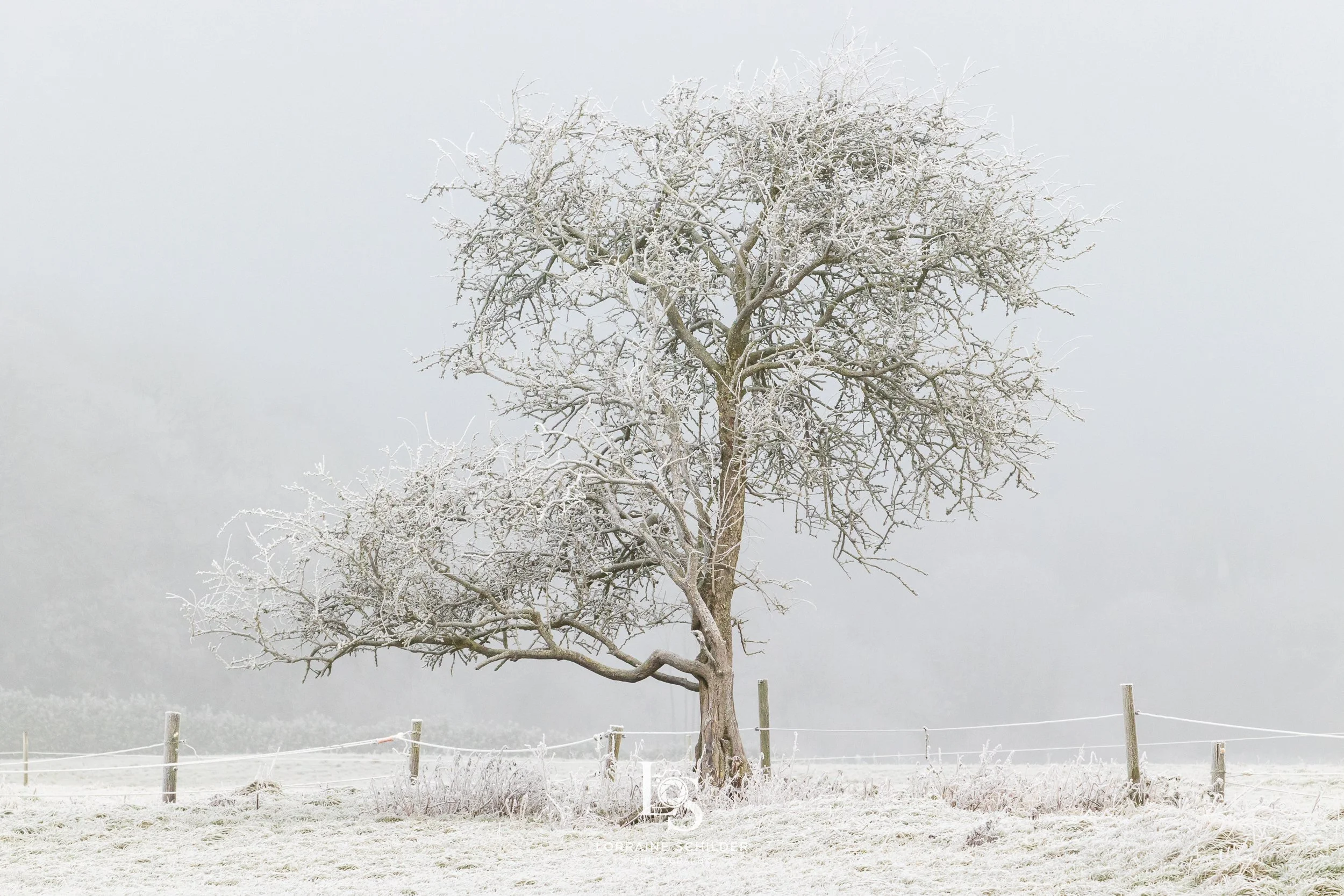 A barren tree covered in snow standing in a snow-covered field, surrounded by a simple wooden fence, under a foggy sky. Bective Abbey, Meath.