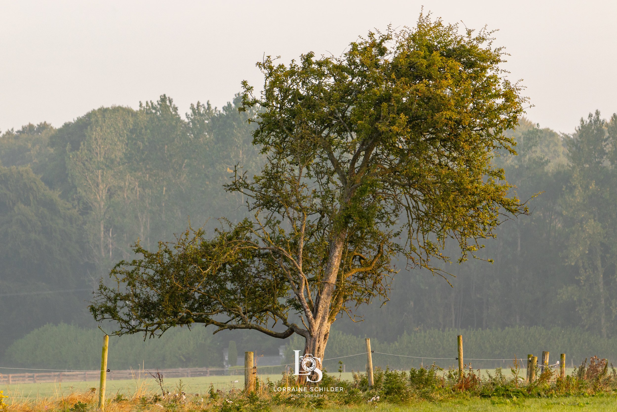 A solitary tree with sparse foliage stands in a grassy field, surrounded by a wooden fence, with a background of dense trees and a foggy sky. Bective Abbey, Meath.
