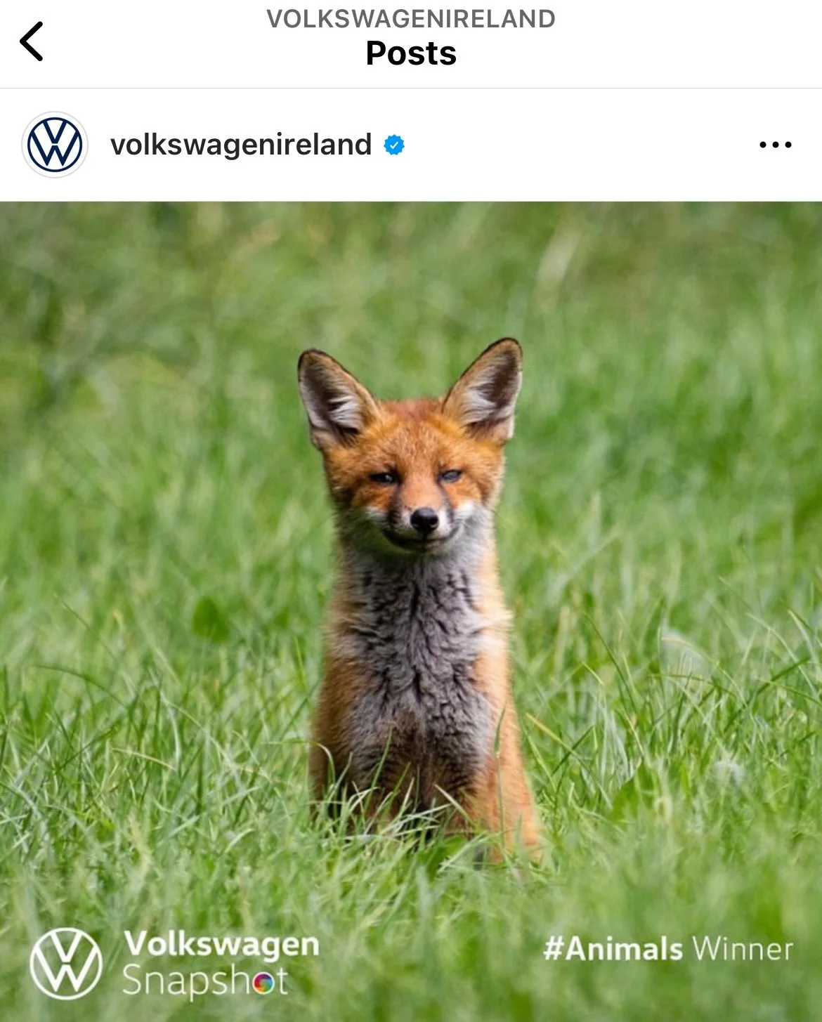 A fox sitting in green grass, facing forward with one eye slightly squinted, in an outdoor setting.