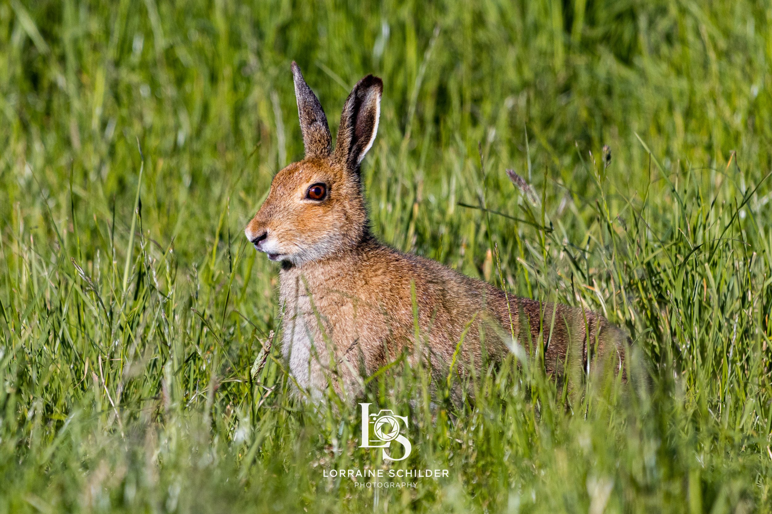 A brown hare sitting in tall green grass.