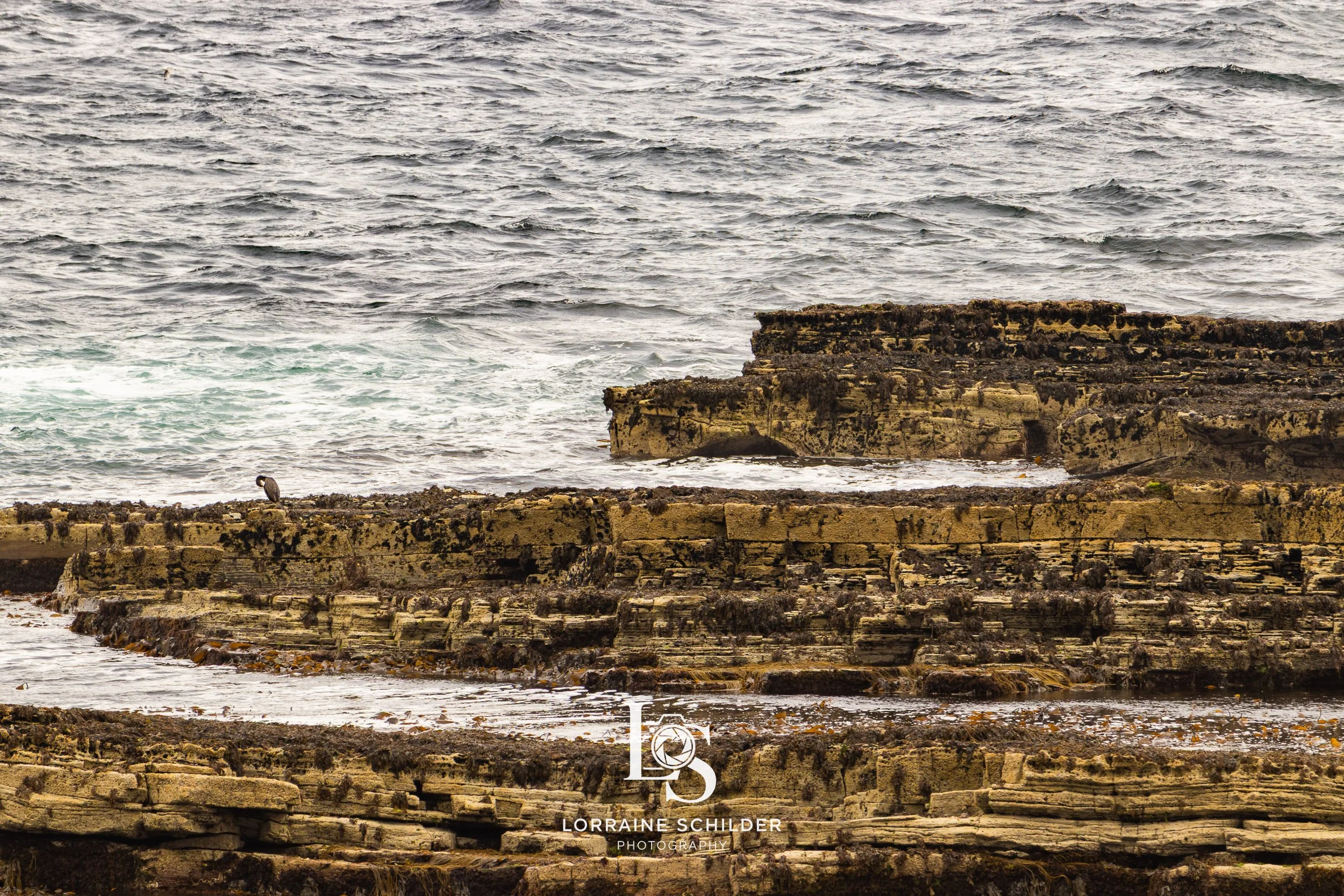 Rocky coastline with sea waves and a bird perched on rocks in the foreground. Sligo.