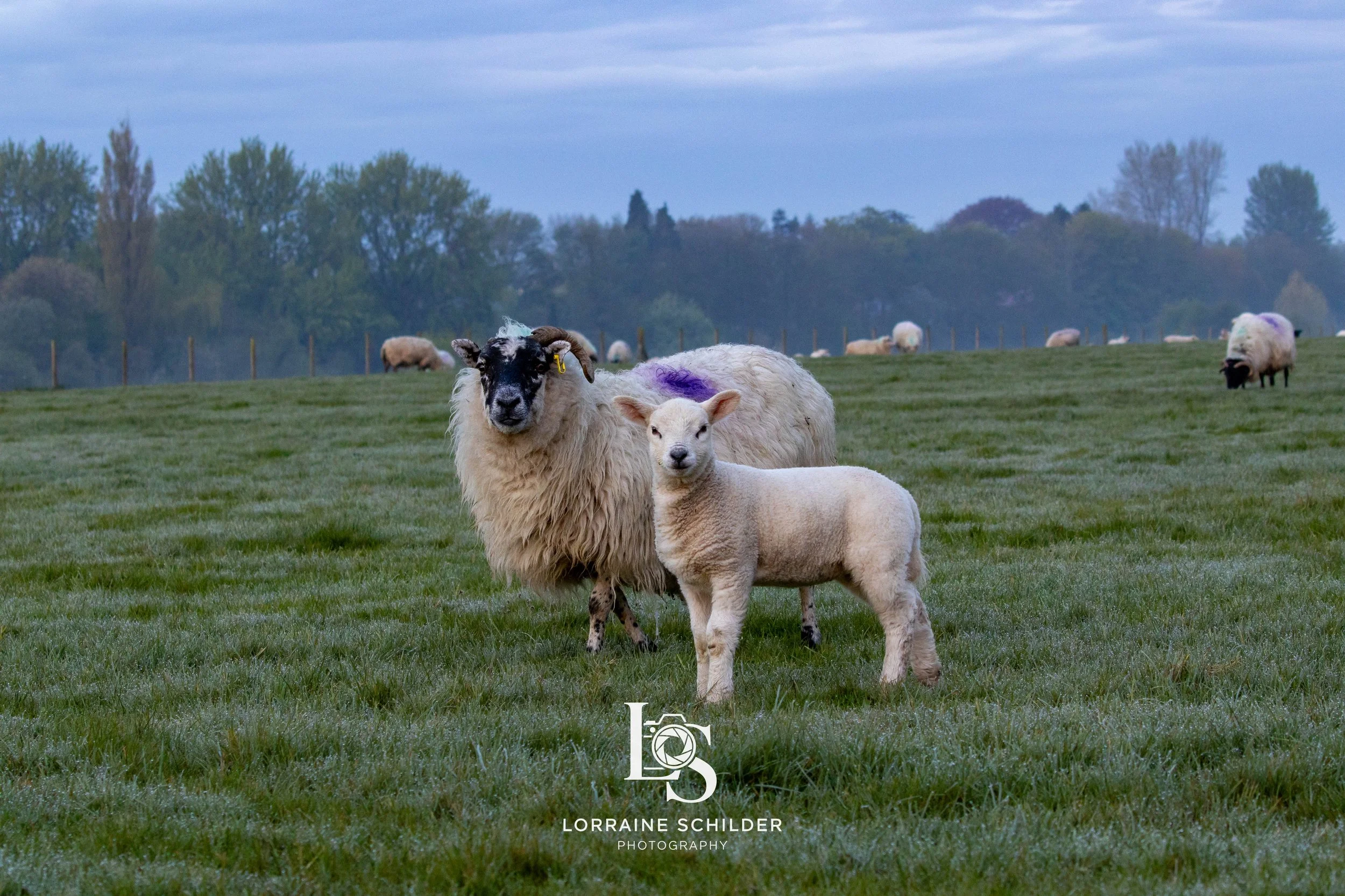Trim sky sheep 3.jpg