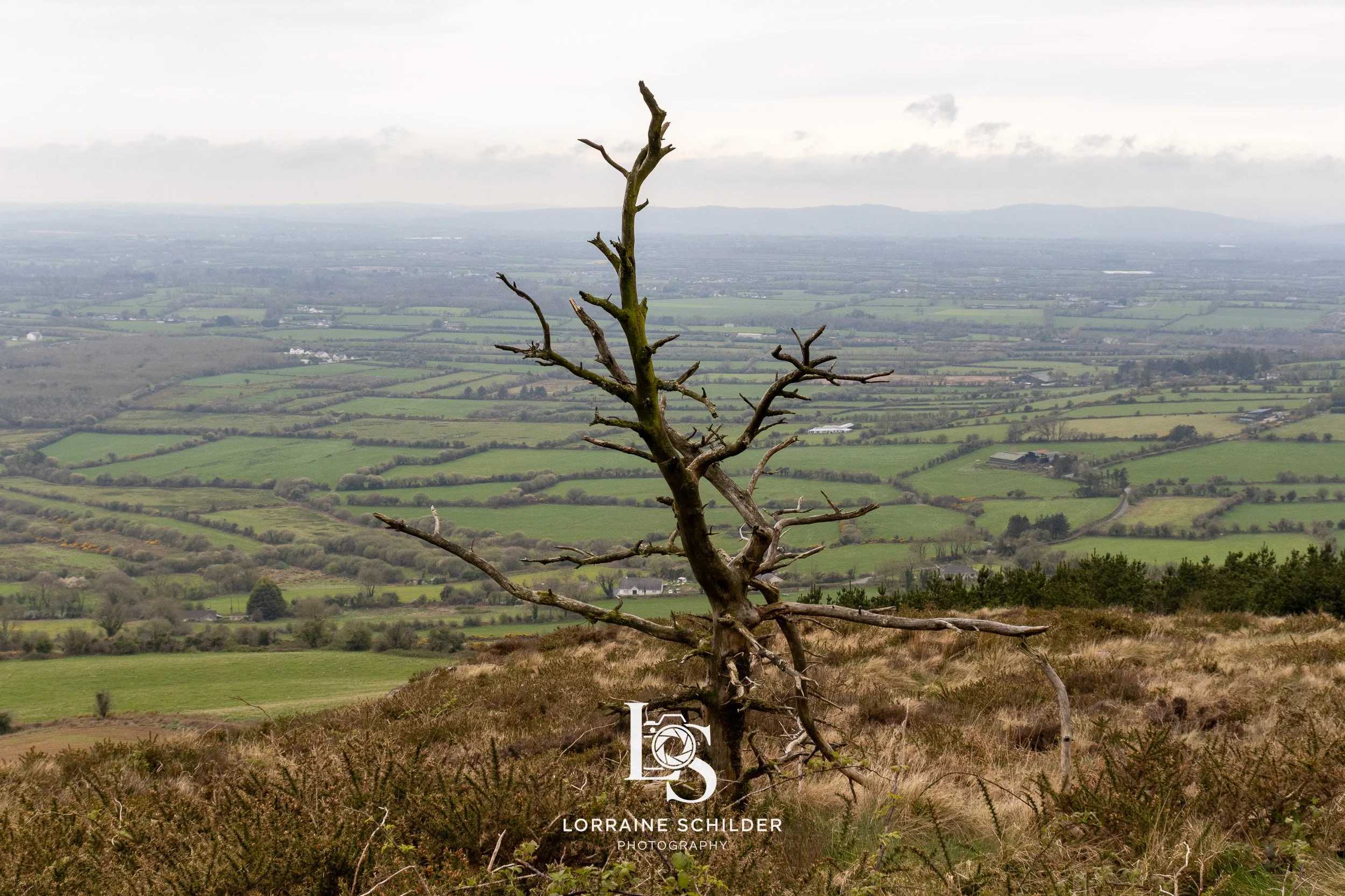 A barren, leafless tree stands on a grassy hilltop overlooking a patchwork of green fields and farmland under a cloudy sky. Kilkenny.