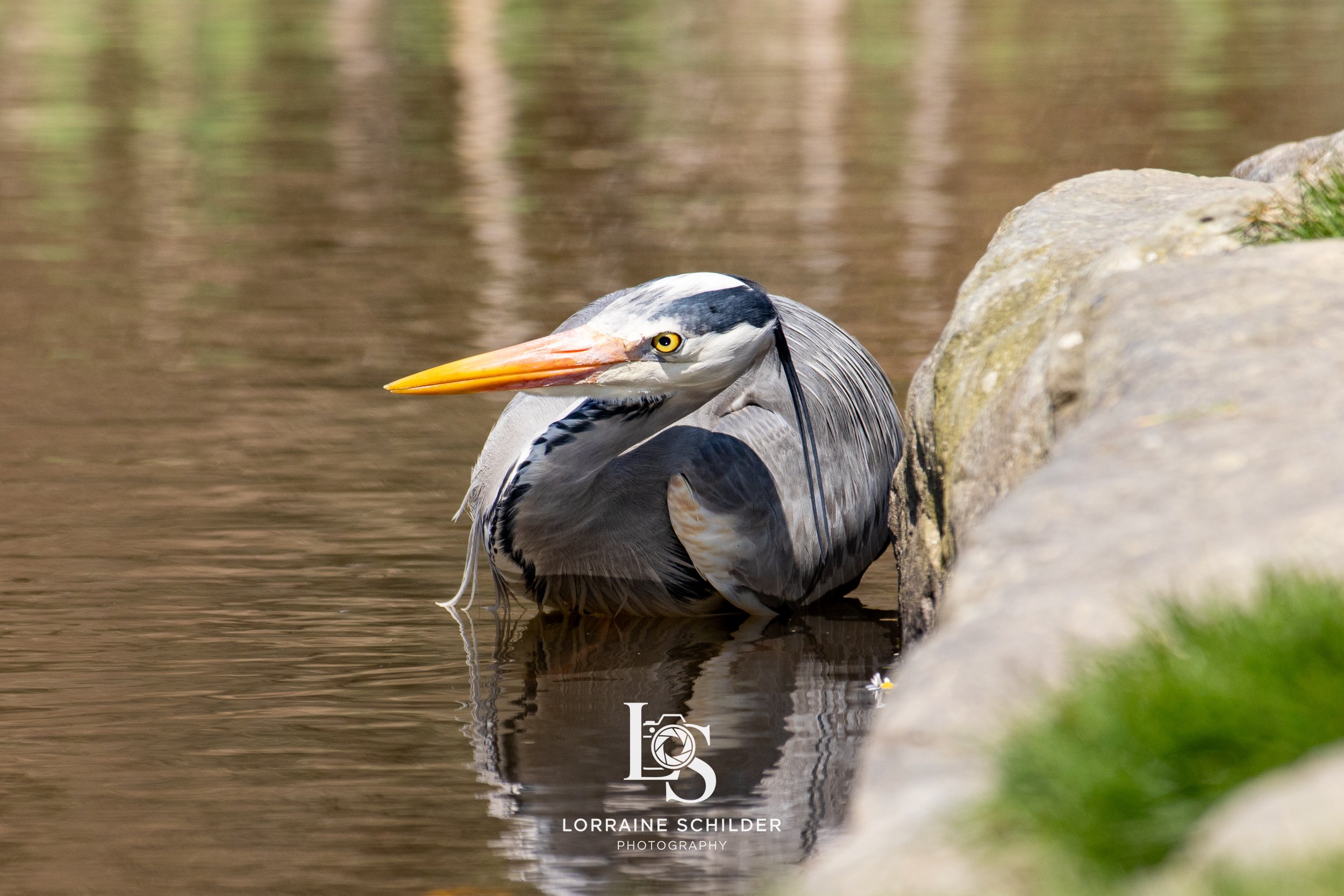 A gray heron sitting by the edge of a calm, reflective body of water next to rocks, with its head turned slightly to the side.
