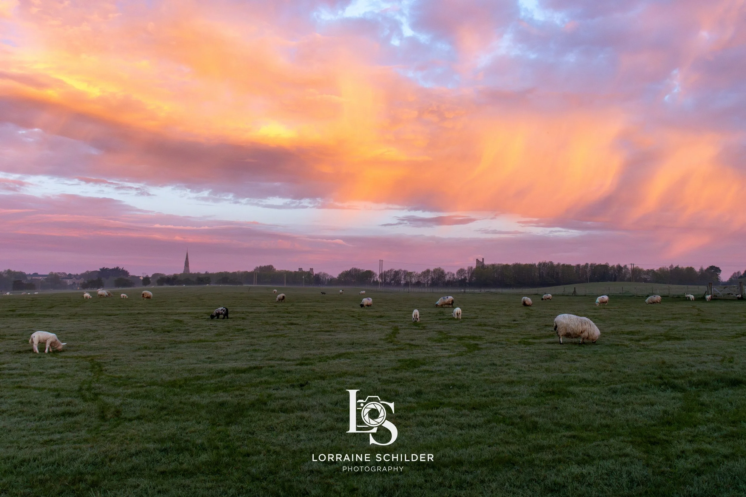 Trim sky sheep 1.jpg