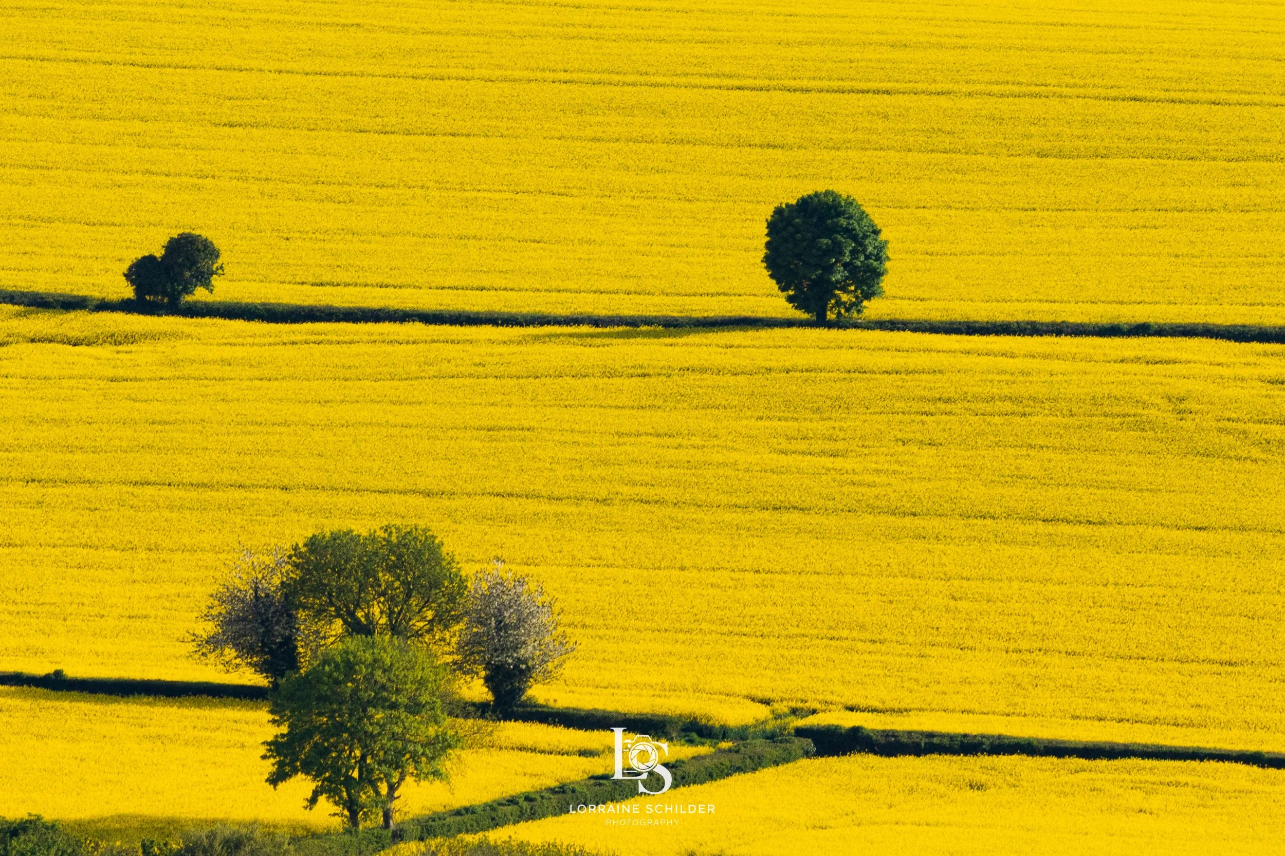Landscape with rolling hills covered in yellow field, sparse trees, and a bright sky.  Slane, Meath