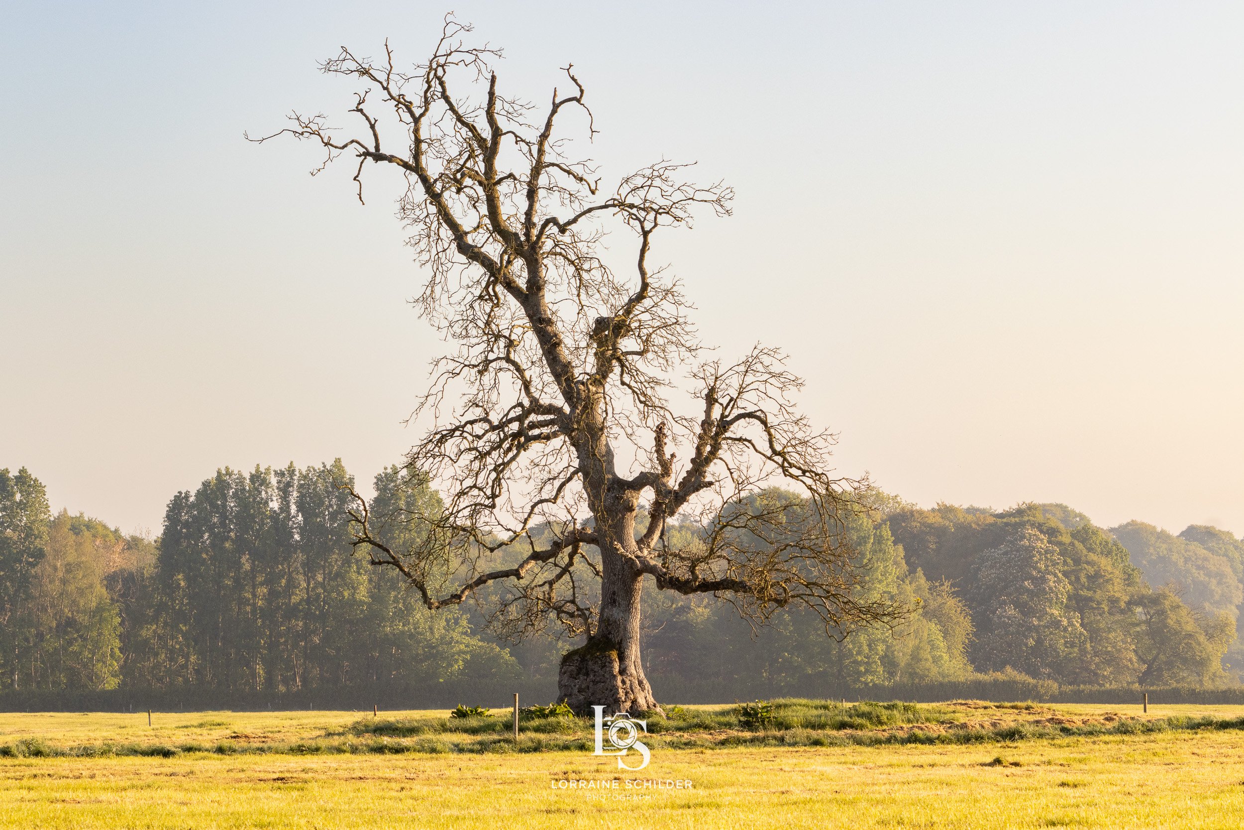 A large, leafless tree standing in an open grassy field with a background of green trees under a clear sky.  Bective Abbey, Meath.
