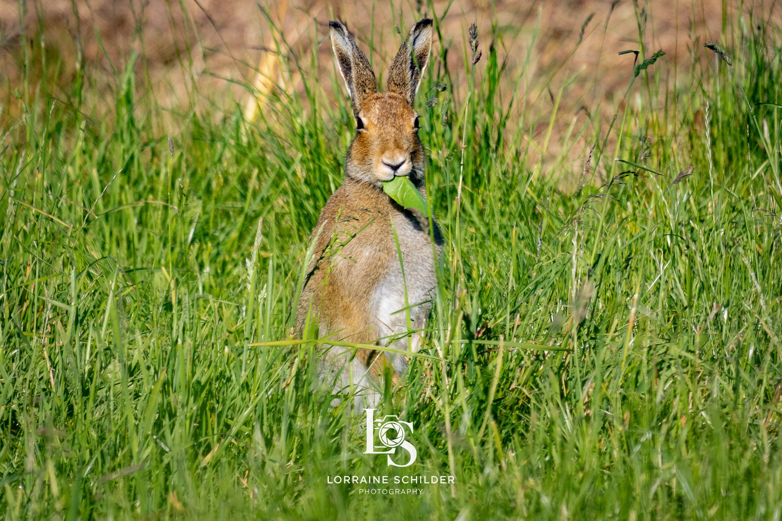 A brown hare sitting in tall green grass, holding a leaf in its mouth, with its ears upright and alert.