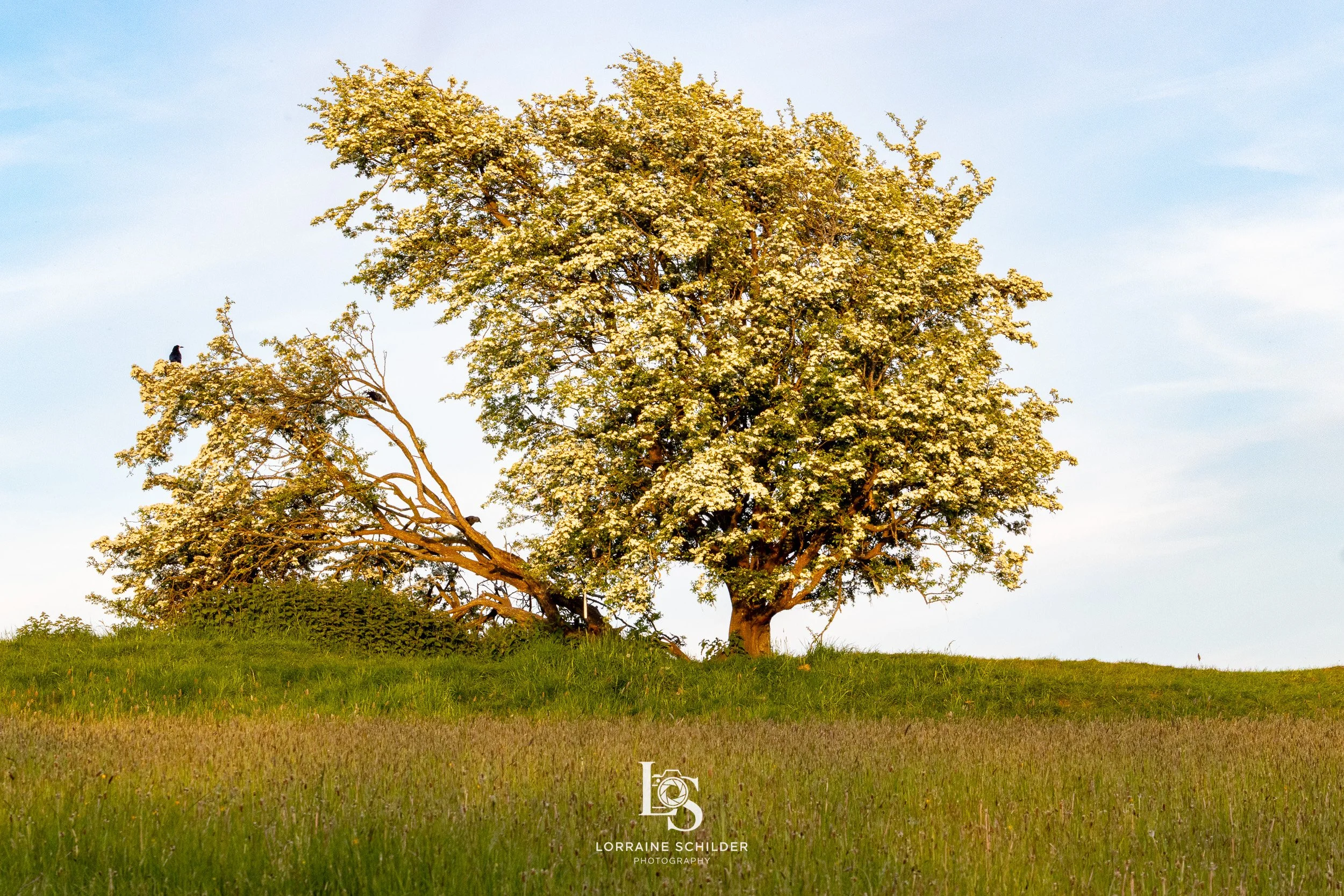 A large tree with white blossoms on a grassy hill under a blue sky with some clouds, and a black bird perched on a branch.