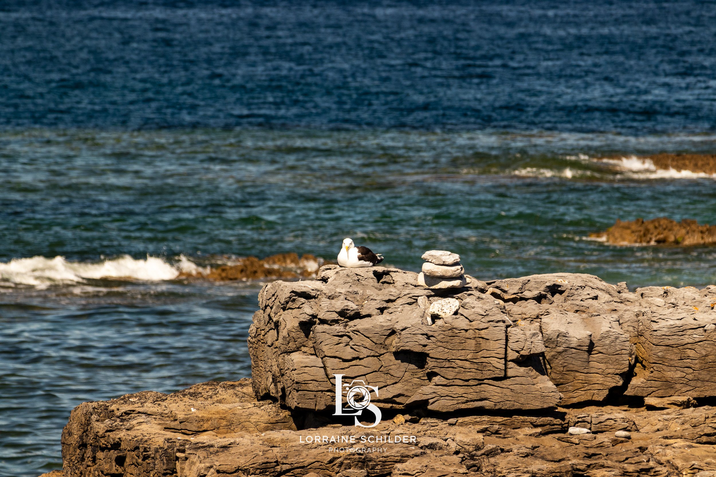 A seagull resting on a rocky seashore with stacked rocks beside it, overlooking the ocean with gentle waves Inisheer, Galway.