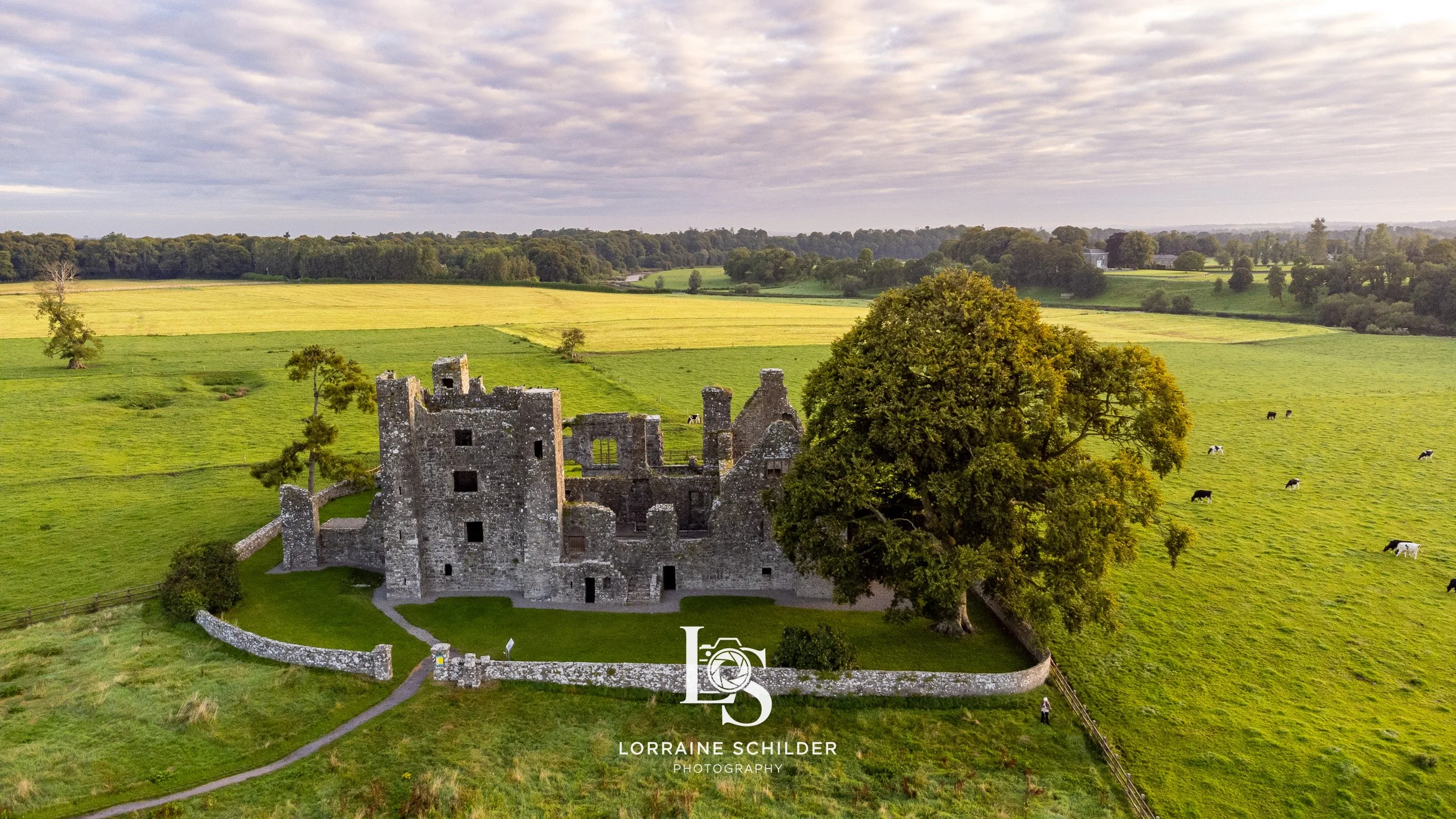 An aerial view of an ancient stone ruins surrounded by green fields, with cows grazing nearby and a large tree on the right side, under a cloudy sky.  Bective Abbey, Meath.