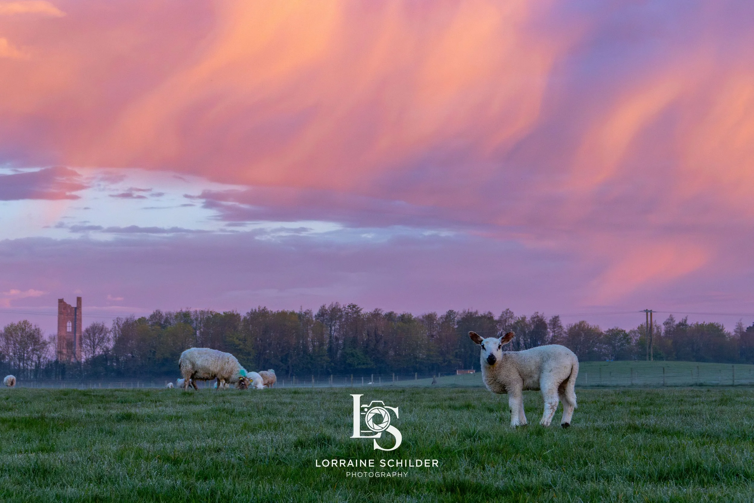 Trim sky sheep 2.jpg