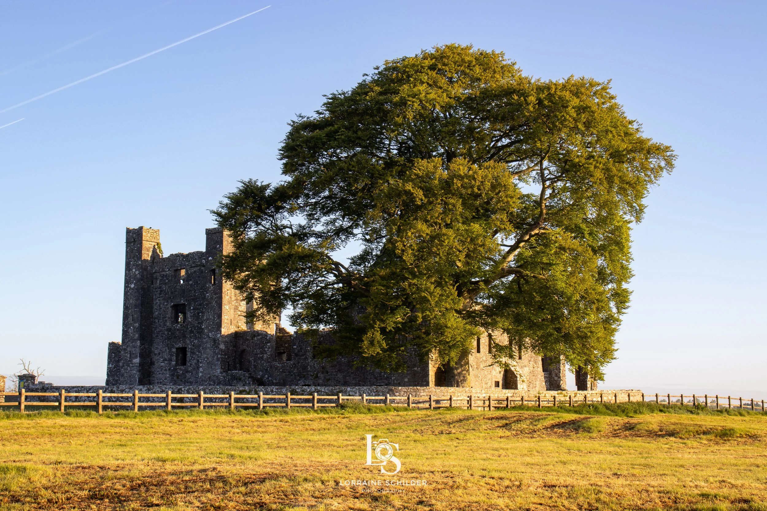 An old stone castle with a large green tree in front, surrounded by a wooden fence, under a clear blue sky. Bective Abbey, Meath.